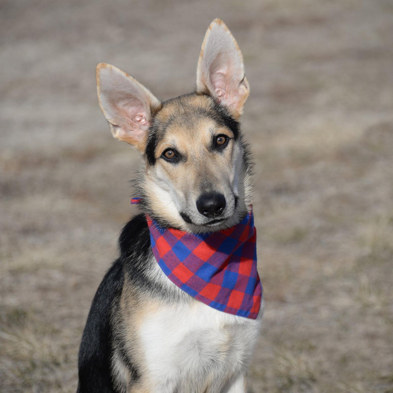 Enlarge Harrison aka Harry, a Adoptable German Shepherd Dog in Gretna, NE image 1/3