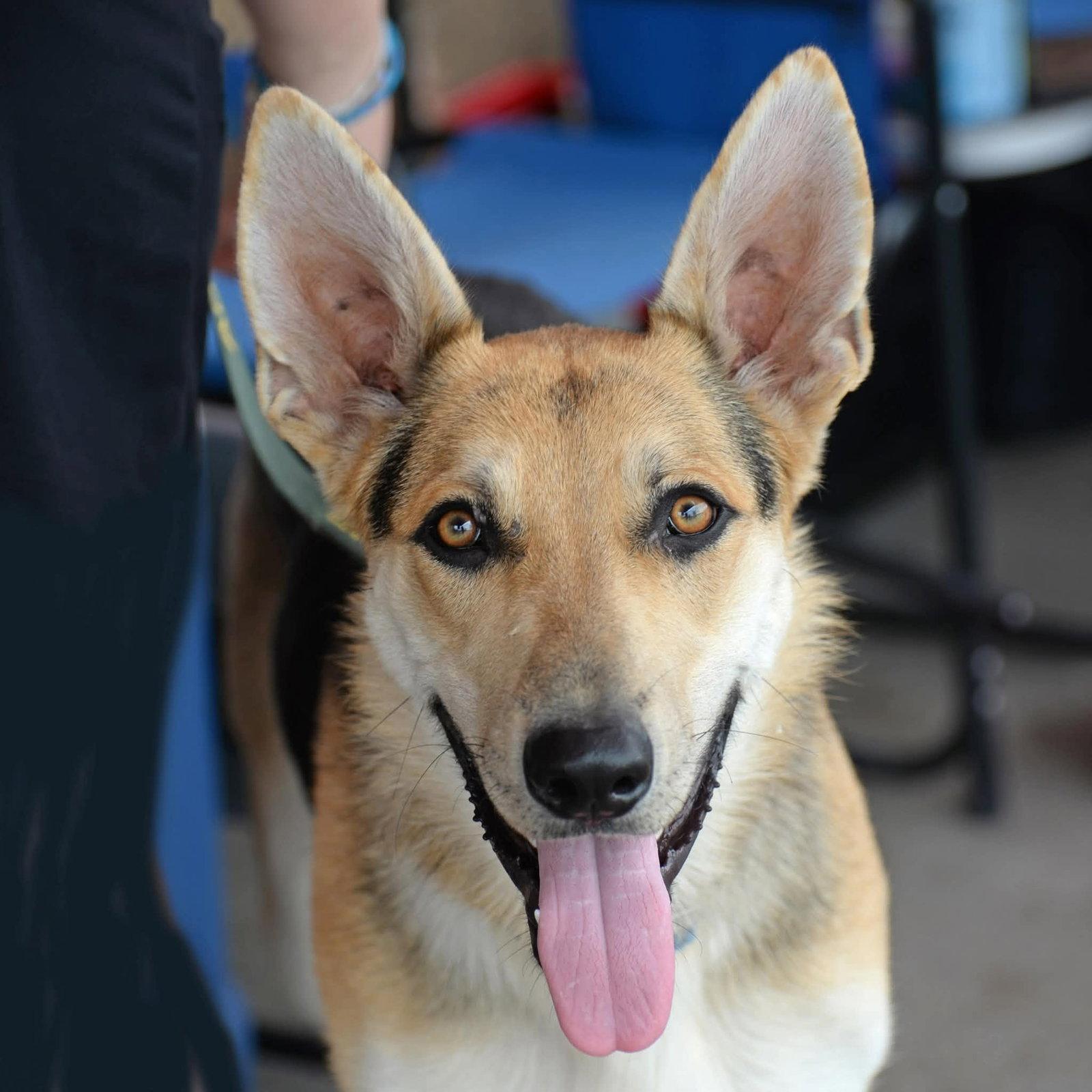 Harrison, Adoptable, Young Male German Shepherd Dog.