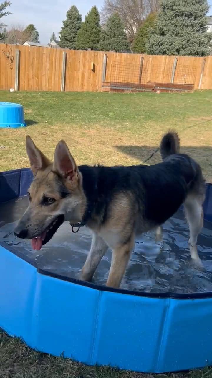 Enlarge Harrison aka Harry, a Adoptable German Shepherd Dog in Gretna, NE image 2/3