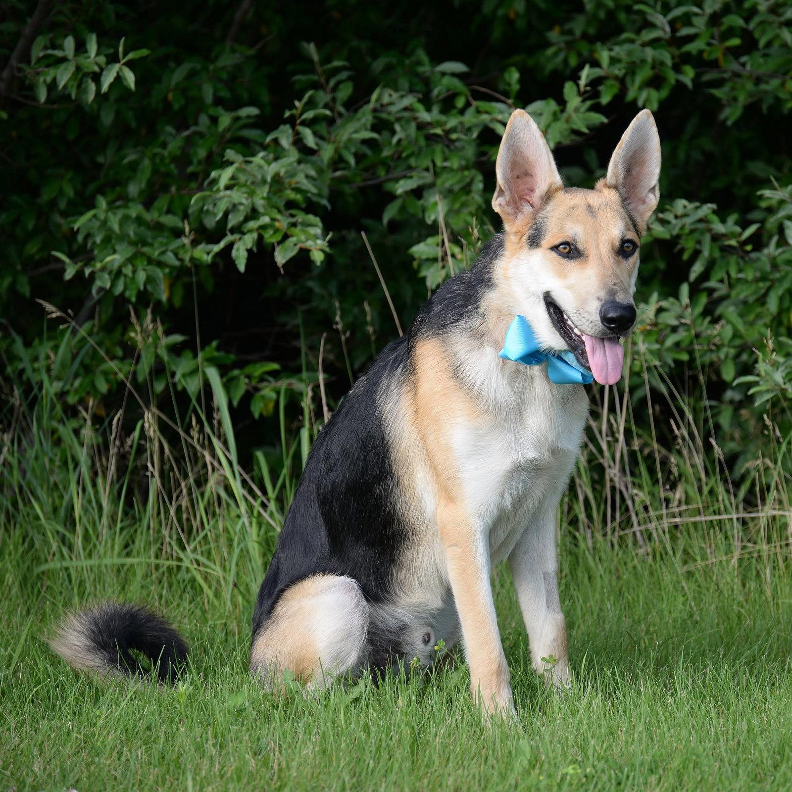 Harrison, a Adoptable German Shepherd Dog in Gretna, NE image 2/3