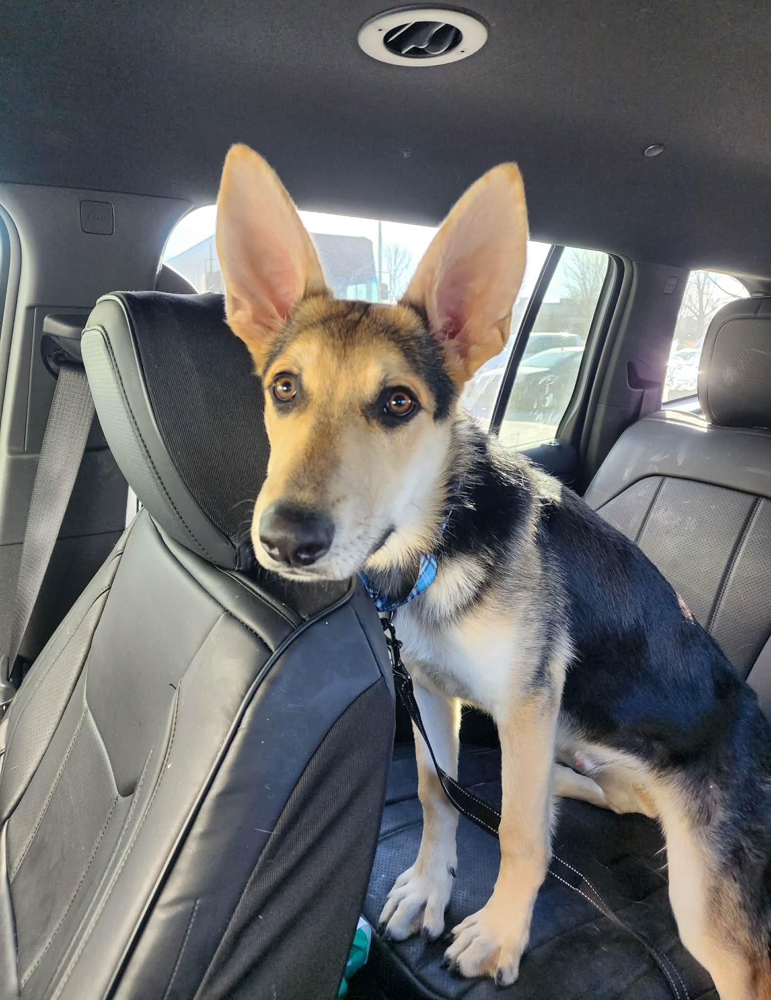 Enlarge Harrison, a Adoptable German Shepherd Dog in Gretna, NE image 3/3