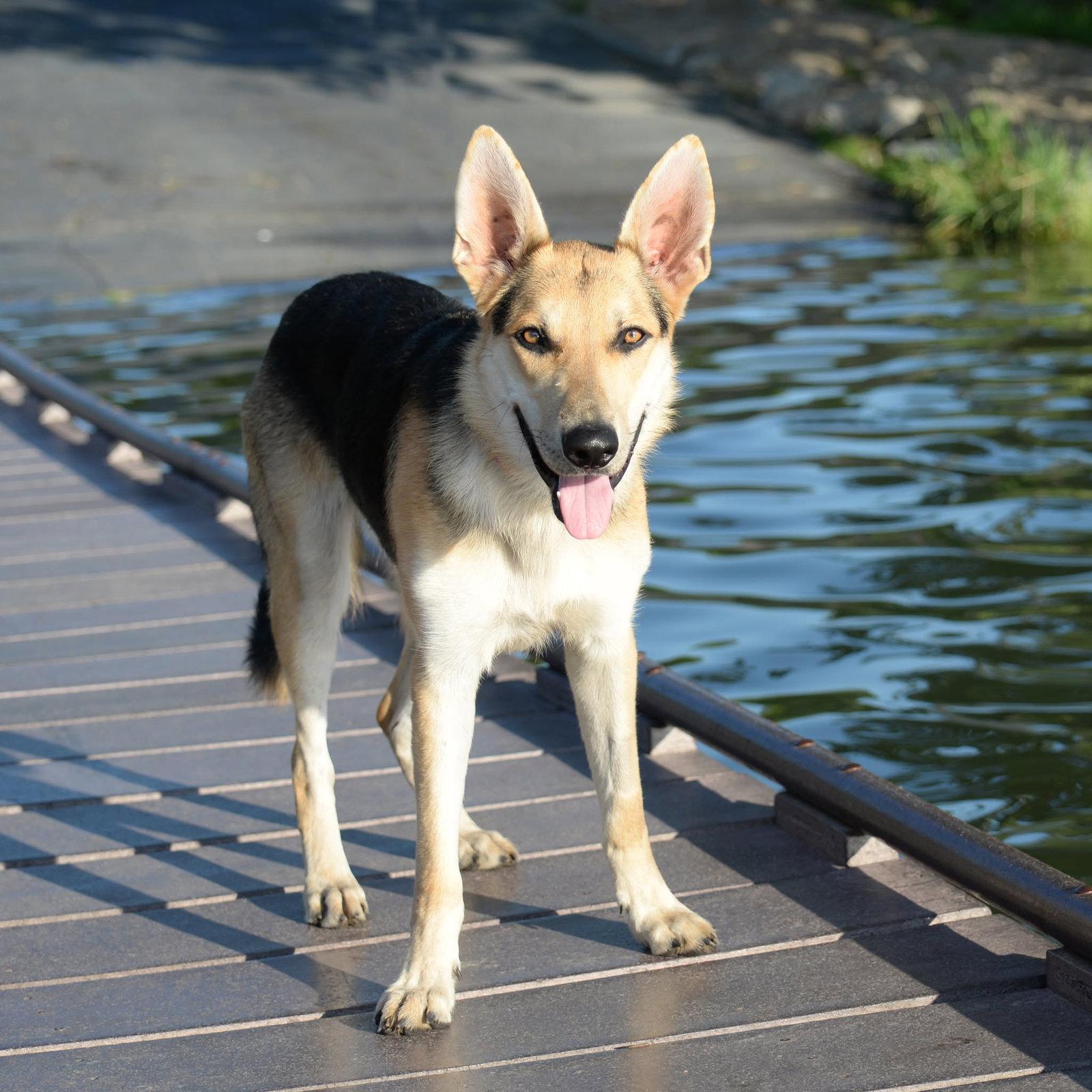 Harrison, a Adoptable German Shepherd Dog in Gretna, NE image 3/3