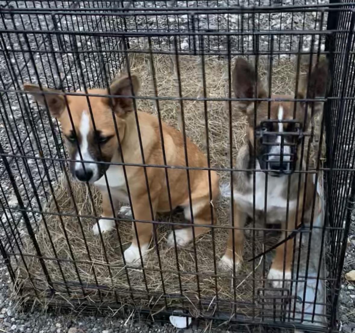 Enlarge Honey, an adopted mixed breed in Coldspring, TX image 4/4