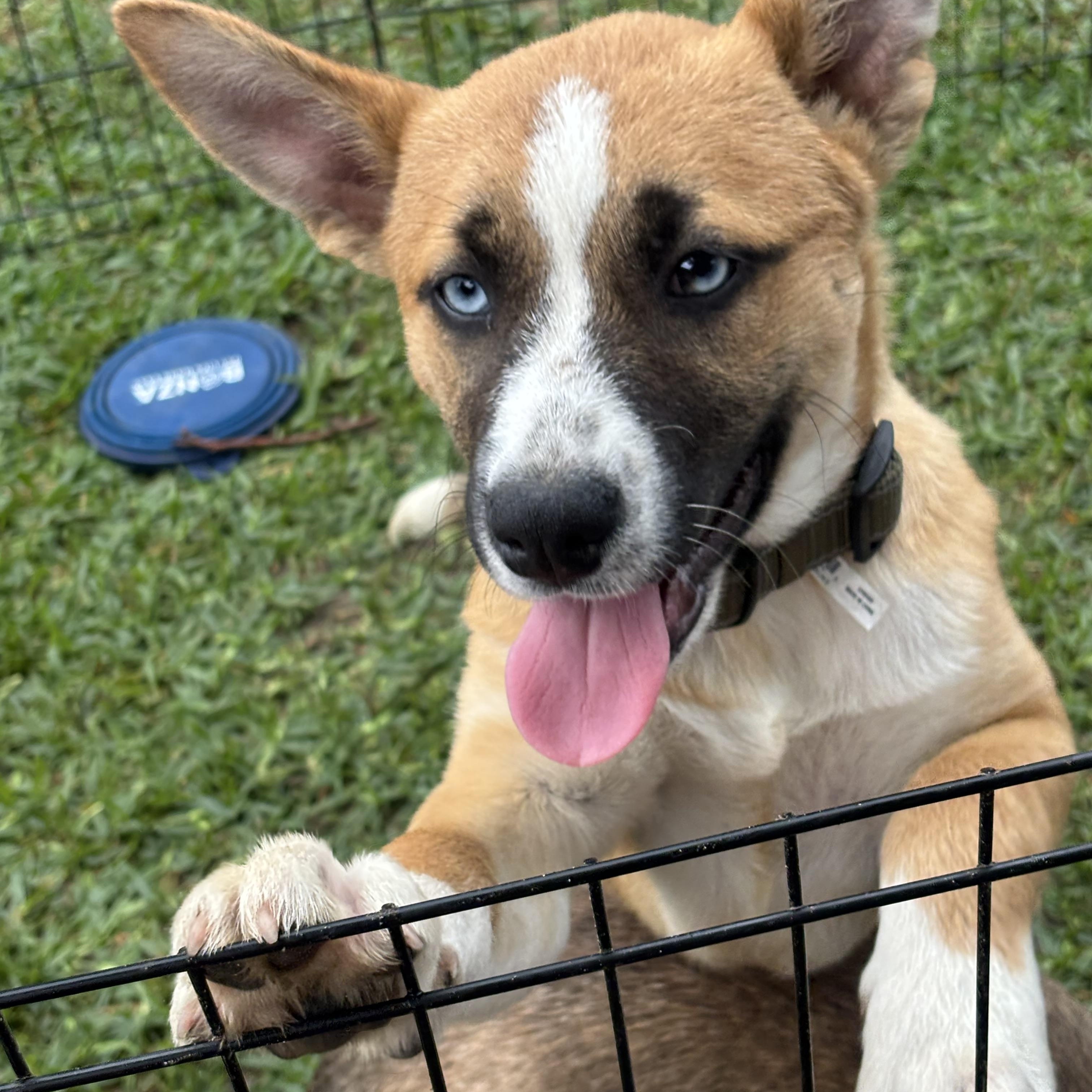 Enlarge Honey, an adopted mixed breed in Coldspring, TX image 2/4