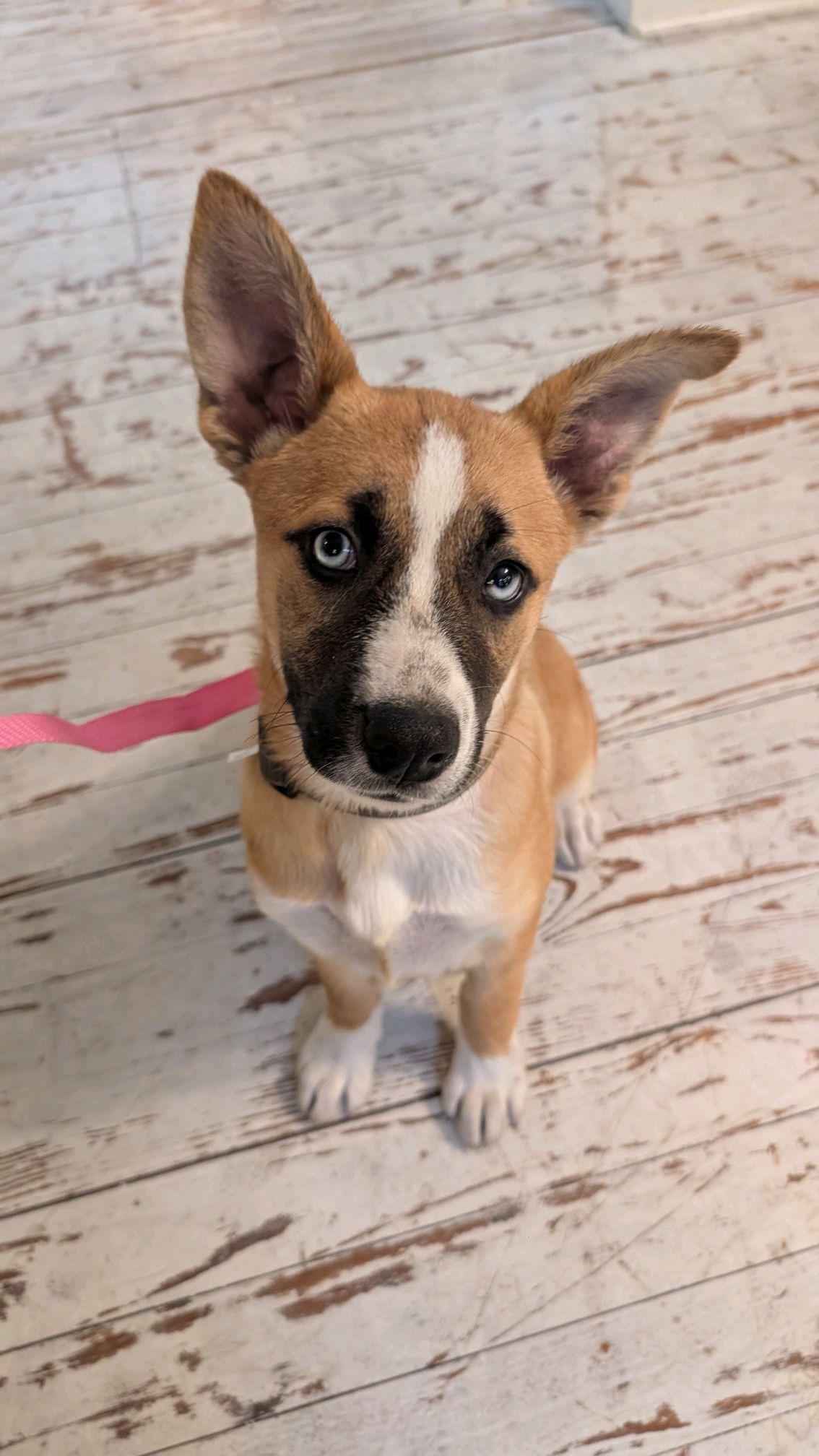 Honey, adopted, Young Female Husky & Shepherd.