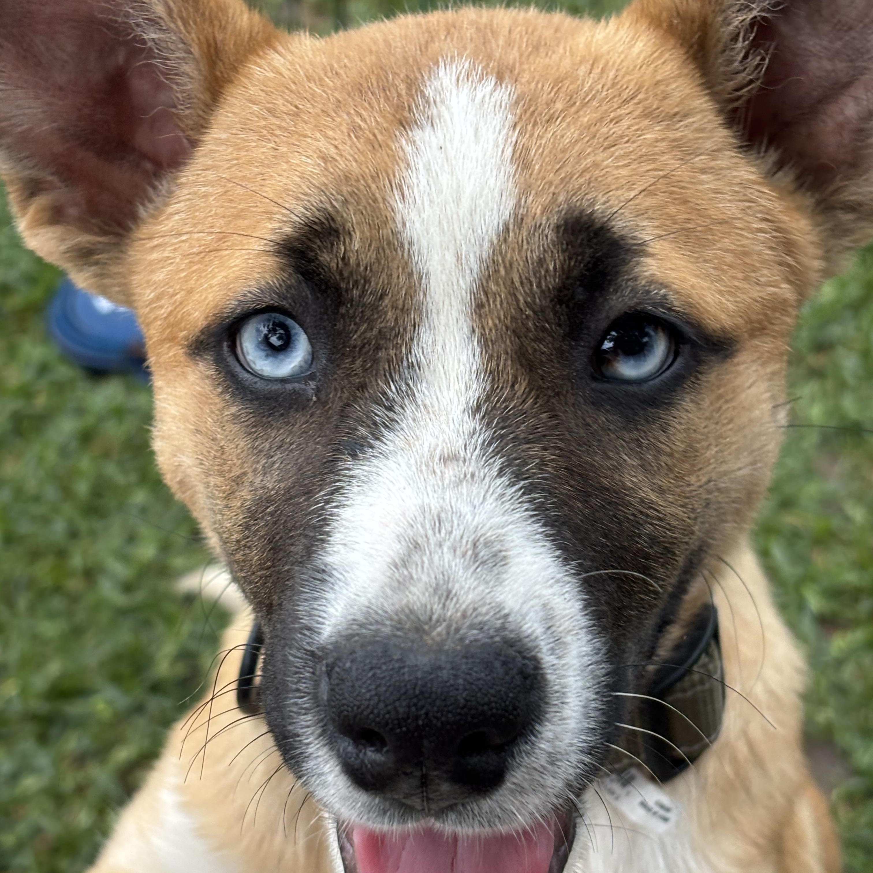 Enlarge Honey, an adopted mixed breed in Coldspring, TX image 3/4