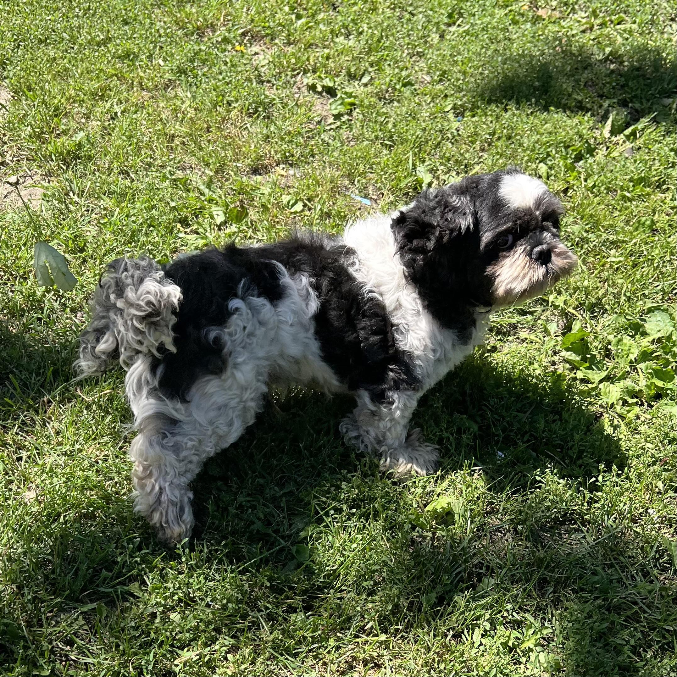 Rooster, an adopted mixed breed in Fairmont, MN image 6/6