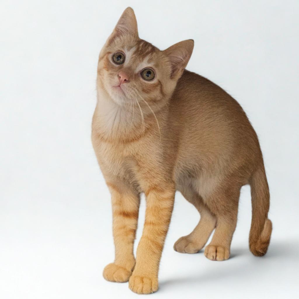 Charlie, Adopted, Kitten Male Domestic Short Hair.
