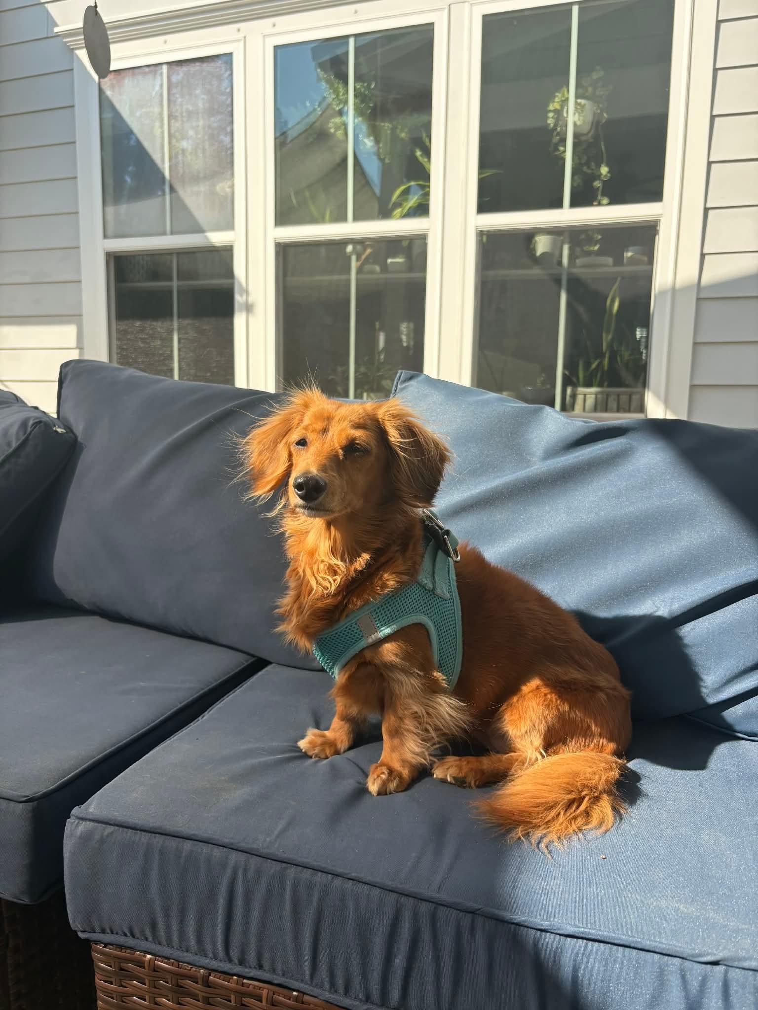 Julie, Adopted, Adult Female Dachshund.