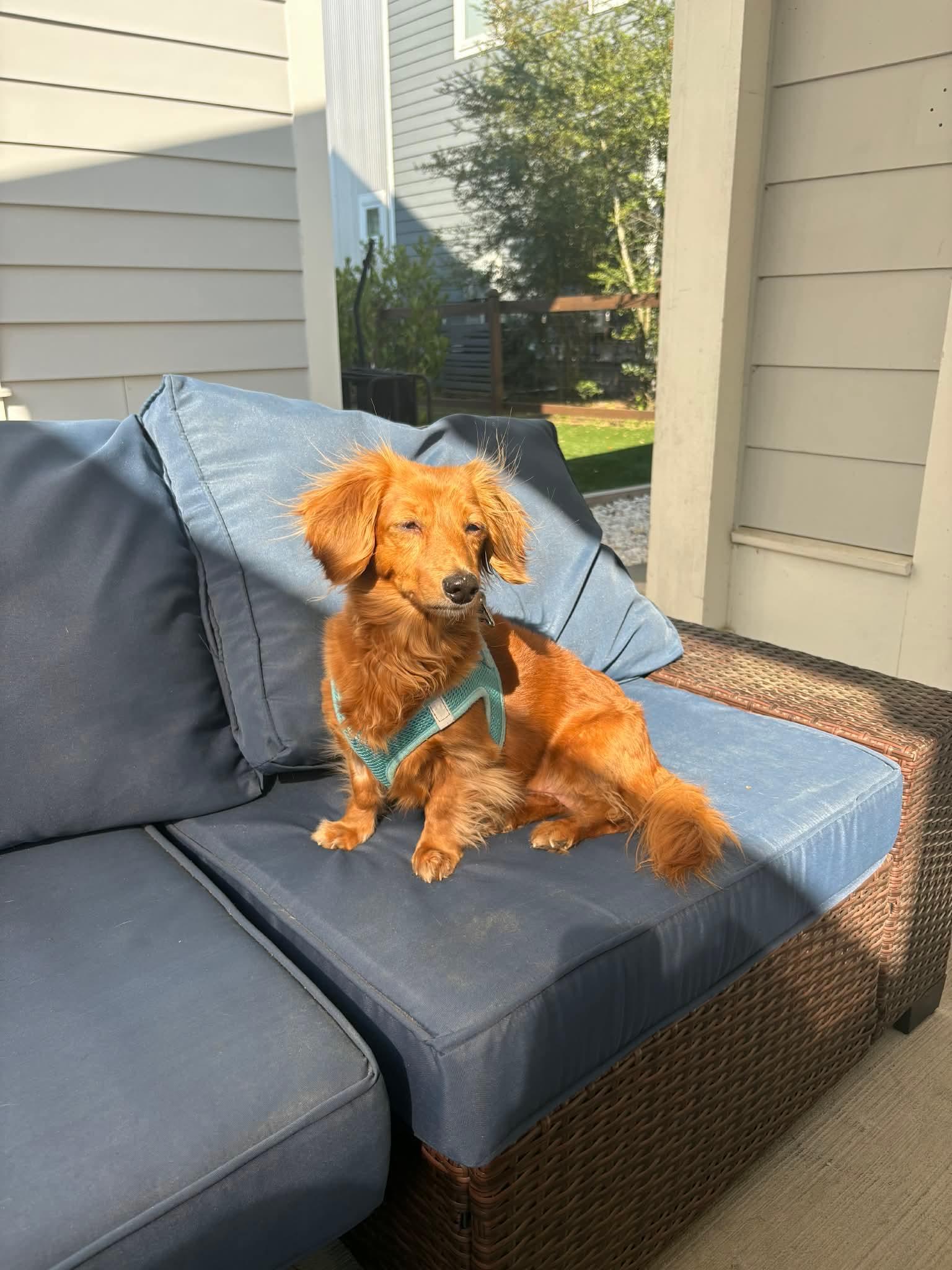 Enlarge Julie, a Adopted Dachshund in Mount Pleasant, SC image 2/2