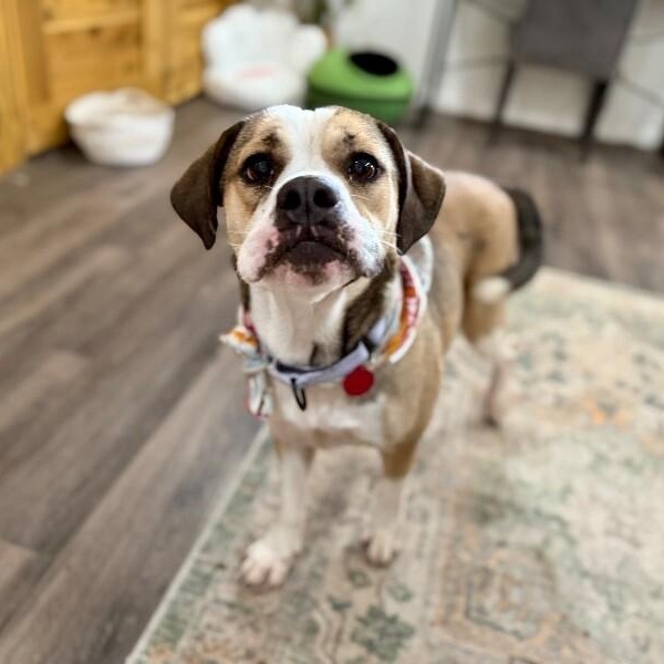 Lottie Love Bug — thumbnail 3