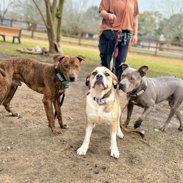 Lottie Love Bug — thumbnail 4