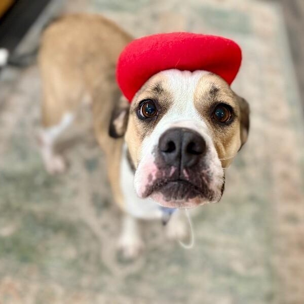 Lottie Love Bug — thumbnail 5