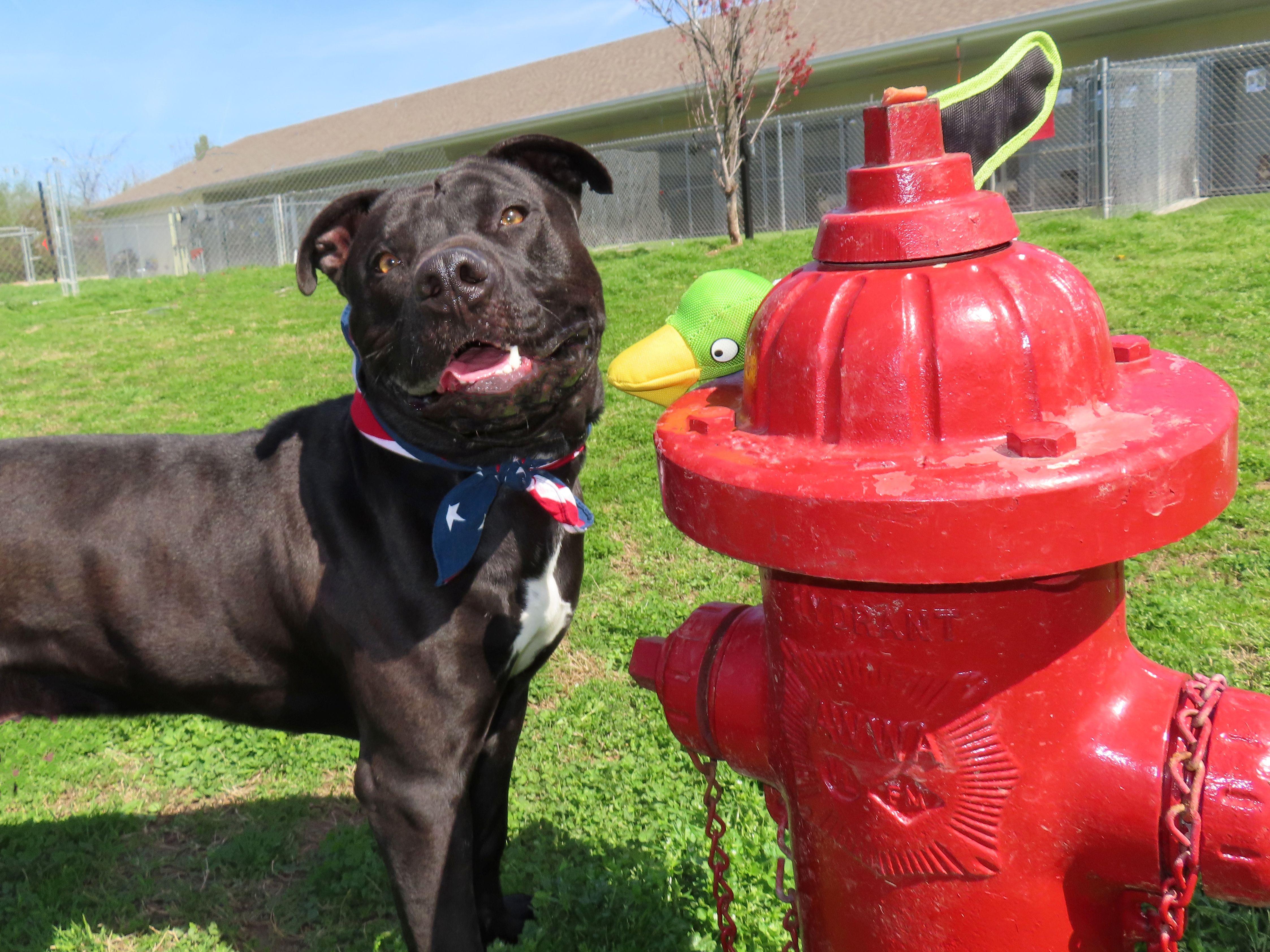 Enlarge Clyde  26C-54, a ADOPTABLE Pit Bull Terrier in Rogers, AR image 3/5