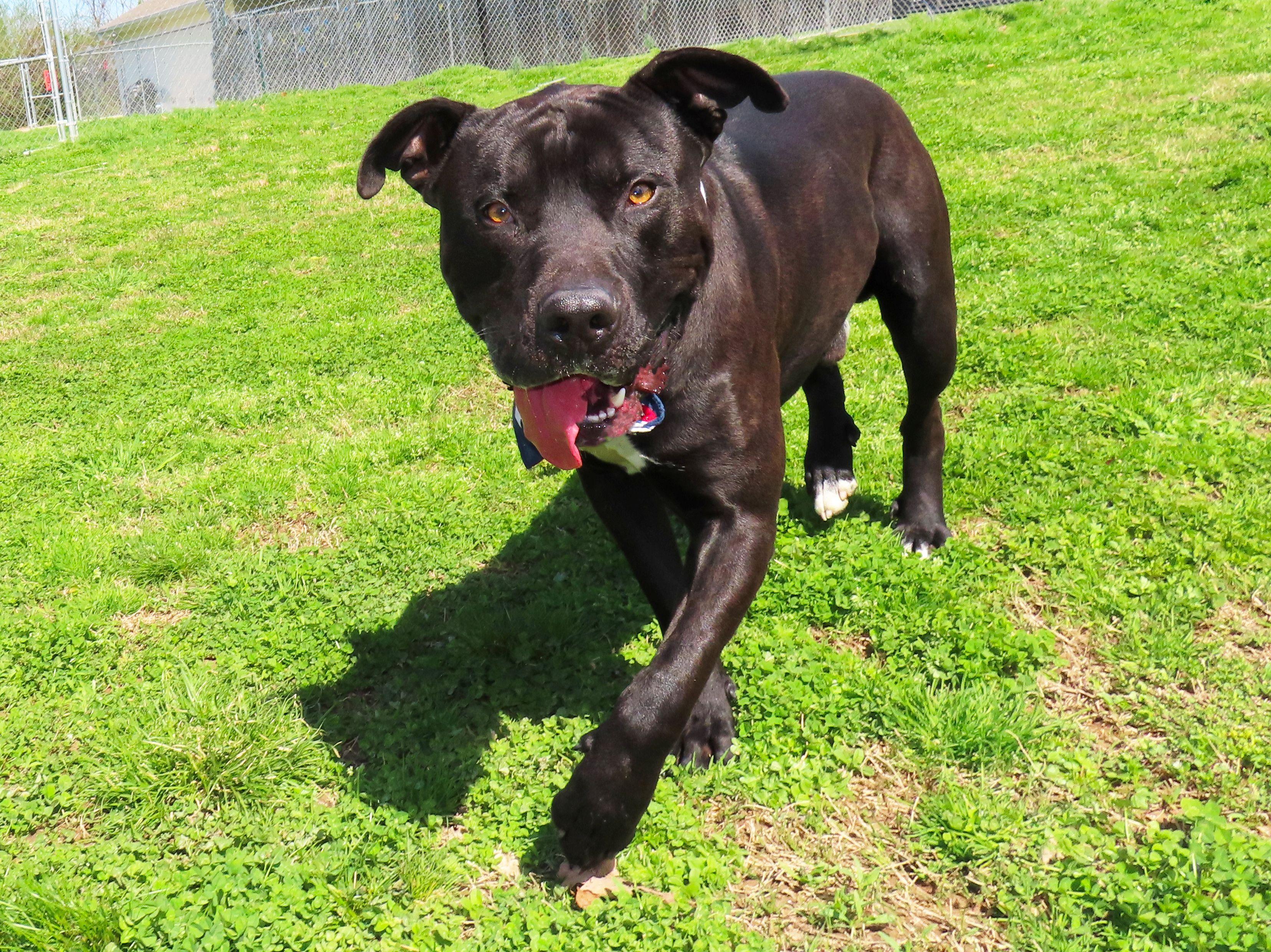 Enlarge Clyde  26C-54, a ADOPTABLE Pit Bull Terrier in Rogers, AR image 5/5