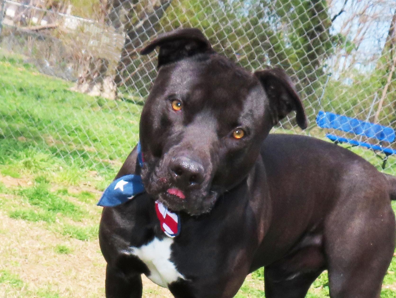 Enlarge Clyde  26C-54, a ADOPTABLE Pit Bull Terrier in Rogers, AR image 1/5