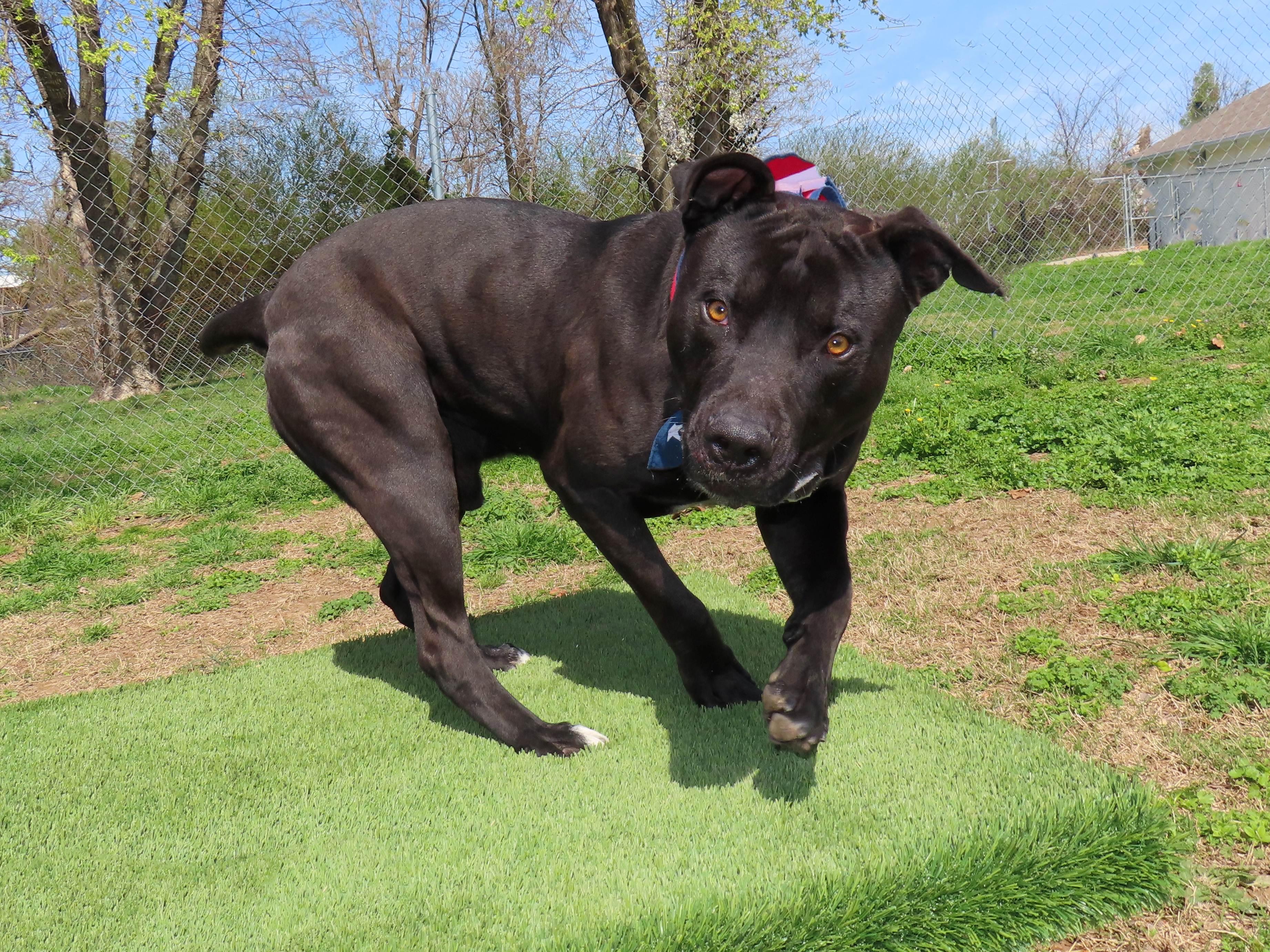 Enlarge Clyde  26C-54, a ADOPTABLE Pit Bull Terrier in Rogers, AR image 4/5