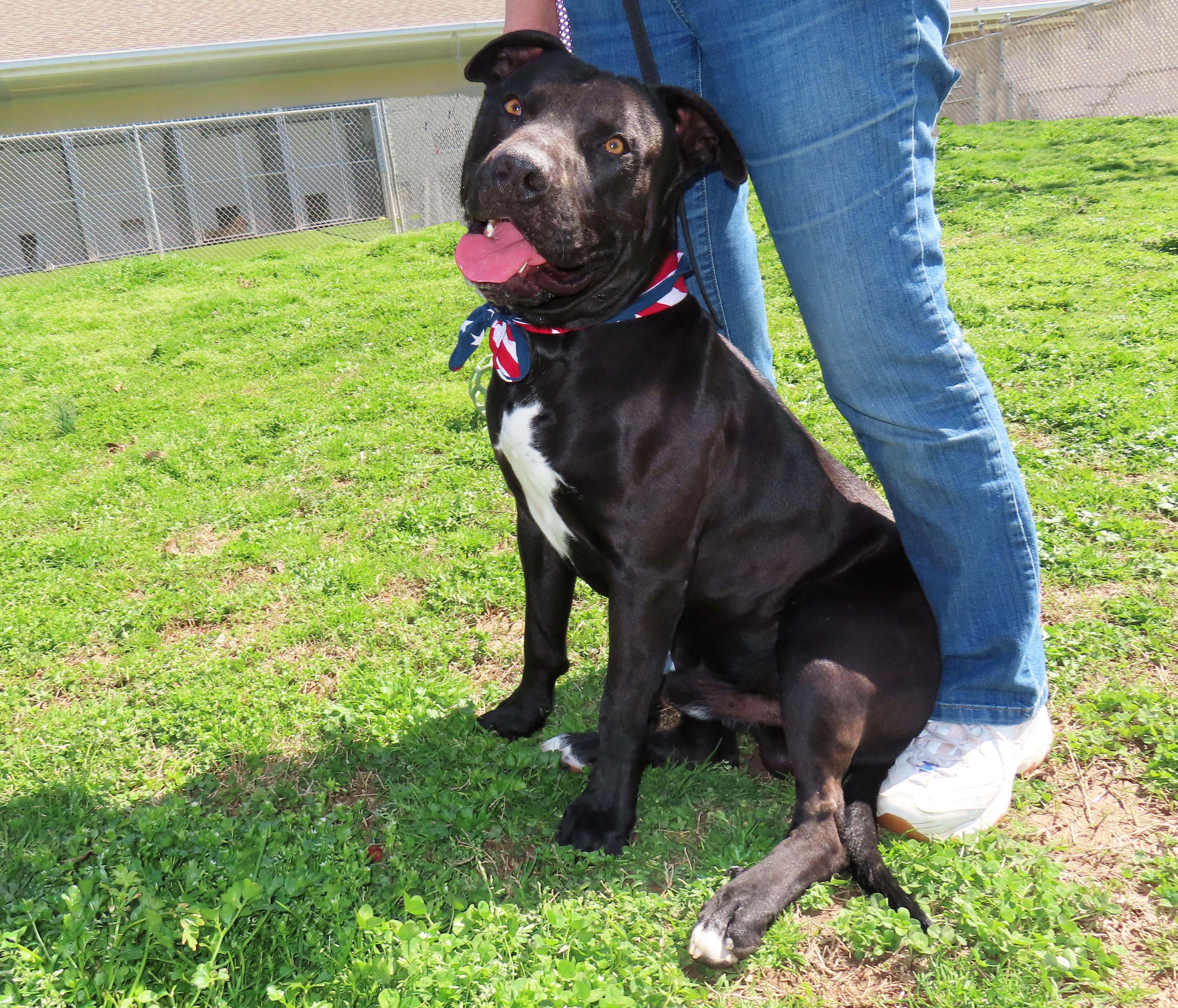 Enlarge Clyde  26C-54, a ADOPTABLE Pit Bull Terrier in Rogers, AR image 2/5