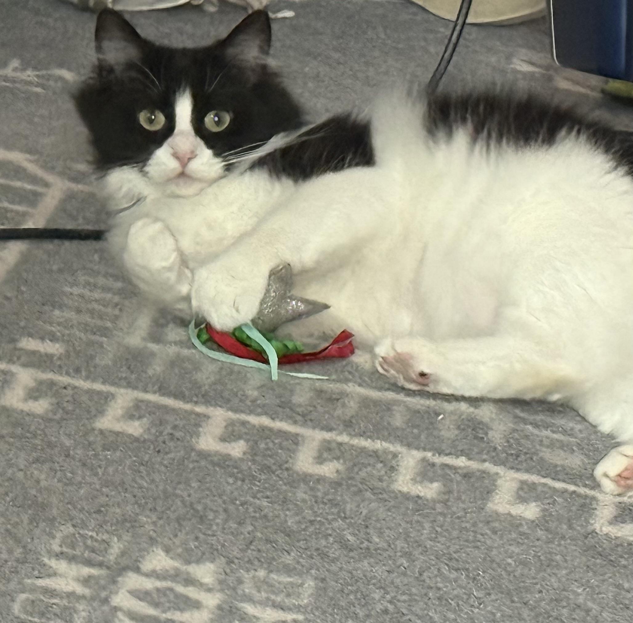 Enlarge Mama Clause, a ADOPTABLE Domestic Medium Hair in Port Washington, WI image 6/6