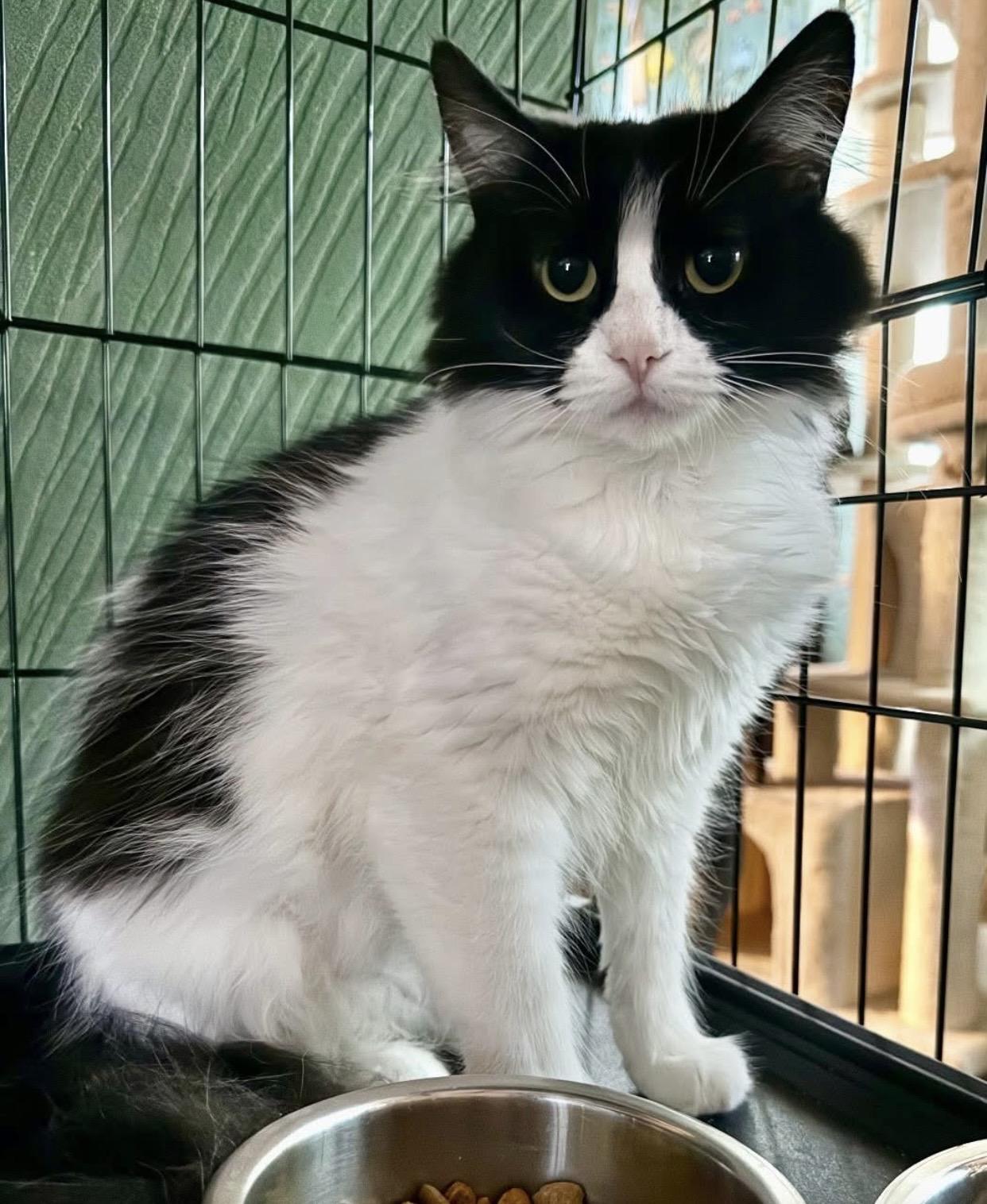 Enlarge Mama Clause, a ADOPTABLE Domestic Medium Hair in Port Washington, WI image 4/6