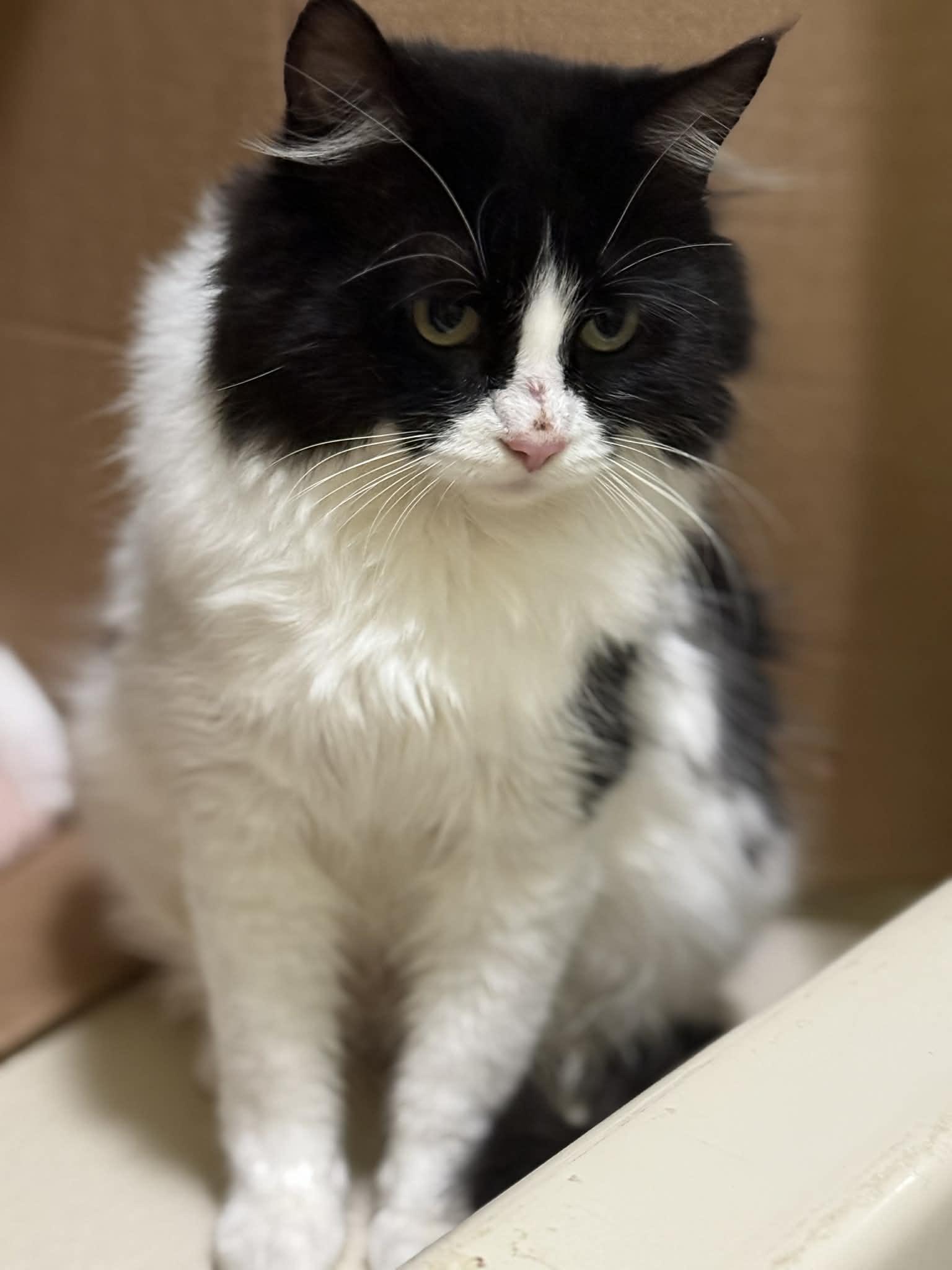 Enlarge Mama Clause, a ADOPTABLE Domestic Medium Hair in Port Washington, WI image 1/2