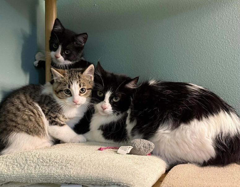 Enlarge Mama Clause, a ADOPTABLE Domestic Medium Hair in Port Washington, WI image 3/6