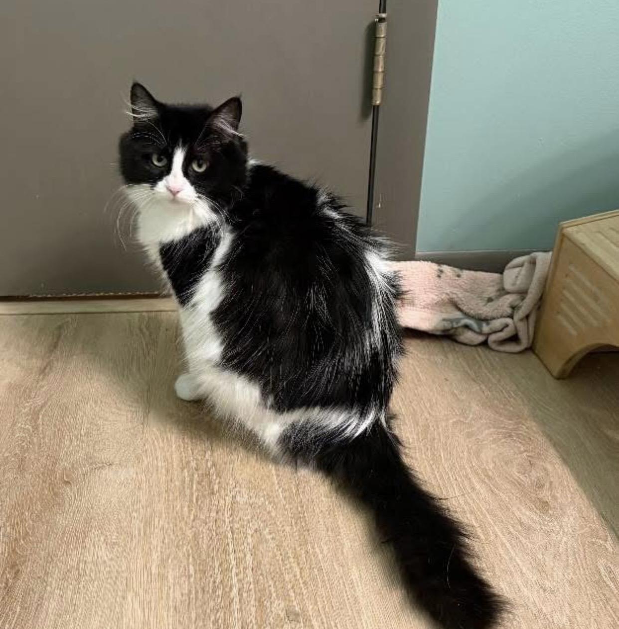 Enlarge Mama Clause, a ADOPTABLE Domestic Medium Hair in Port Washington, WI image 5/6