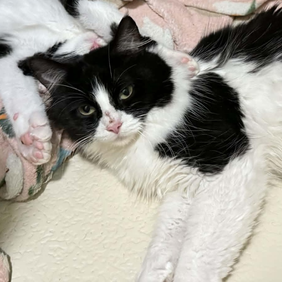 Enlarge Mama Clause, a ADOPTABLE Domestic Medium Hair in Port Washington, WI image 2/2