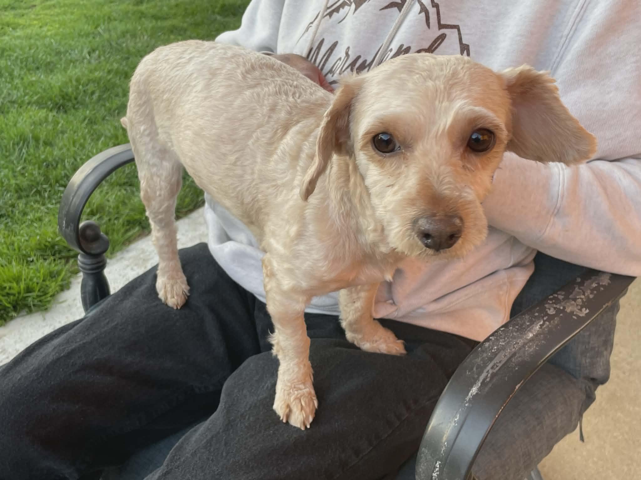 Enlarge Patrick, a ADOPTABLE mixed breed in Walkersville, MD image 1/6