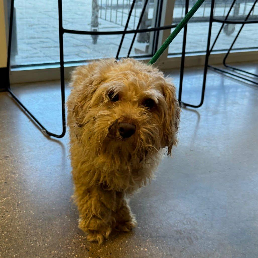 Enlarge Patrick, a ADOPTABLE mixed breed in Walkersville, MD image 6/6