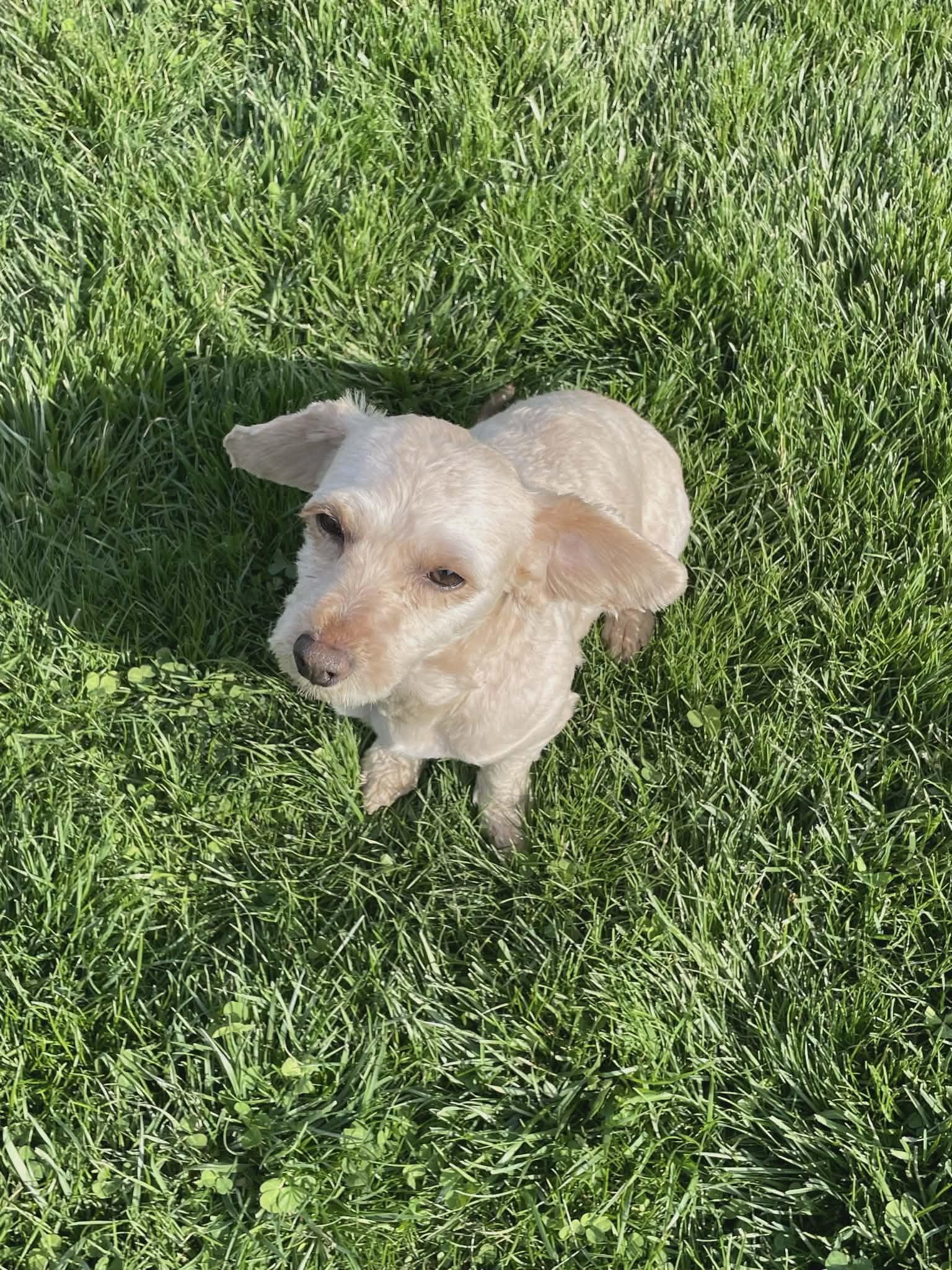 Enlarge Patrick, a ADOPTABLE mixed breed in Walkersville, MD image 2/6