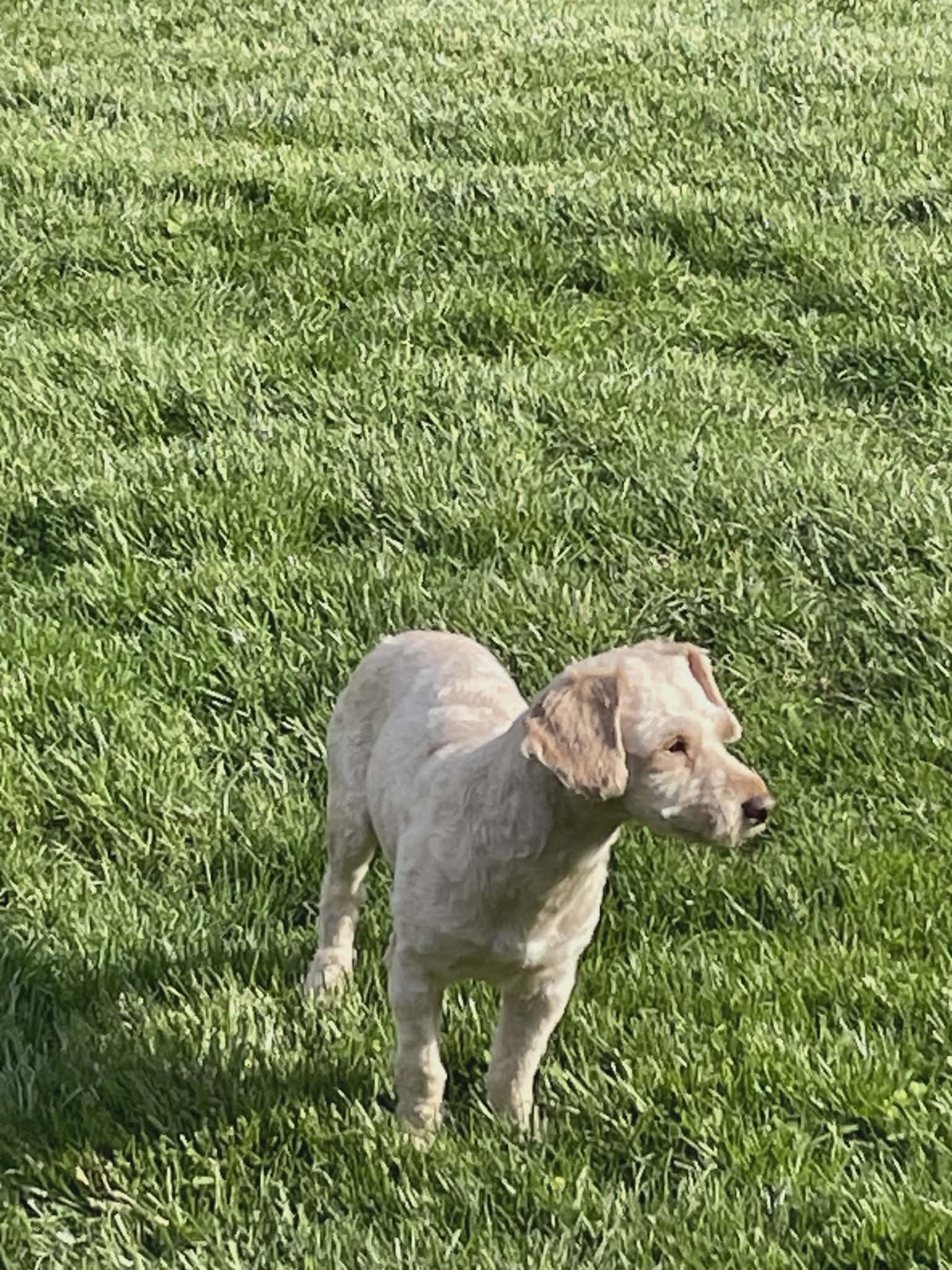 Enlarge Patrick, a ADOPTABLE mixed breed in Walkersville, MD image 4/6