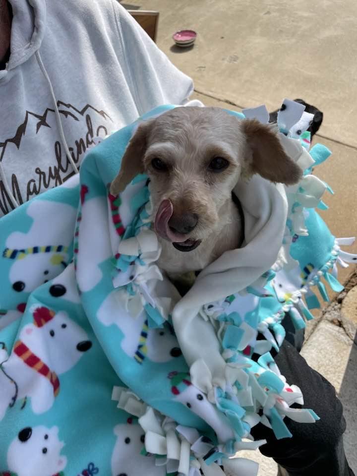 Enlarge Patrick, a ADOPTABLE mixed breed in Walkersville, MD image 3/6