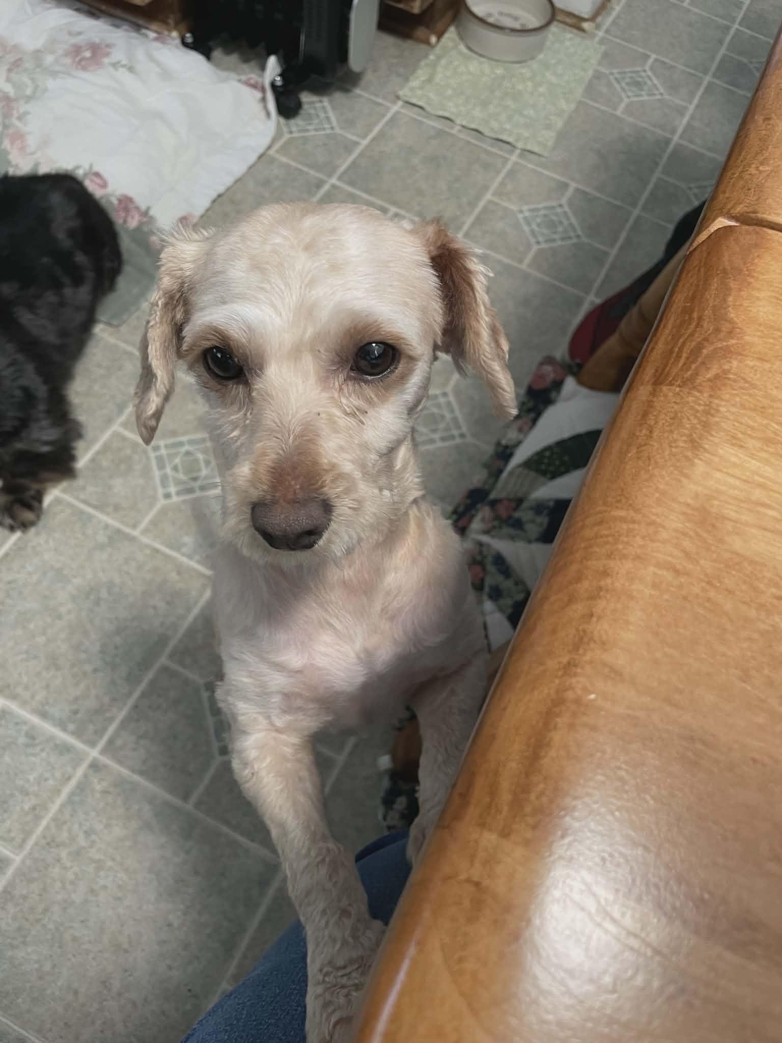 Enlarge Patrick, a ADOPTABLE mixed breed in Walkersville, MD image 5/6