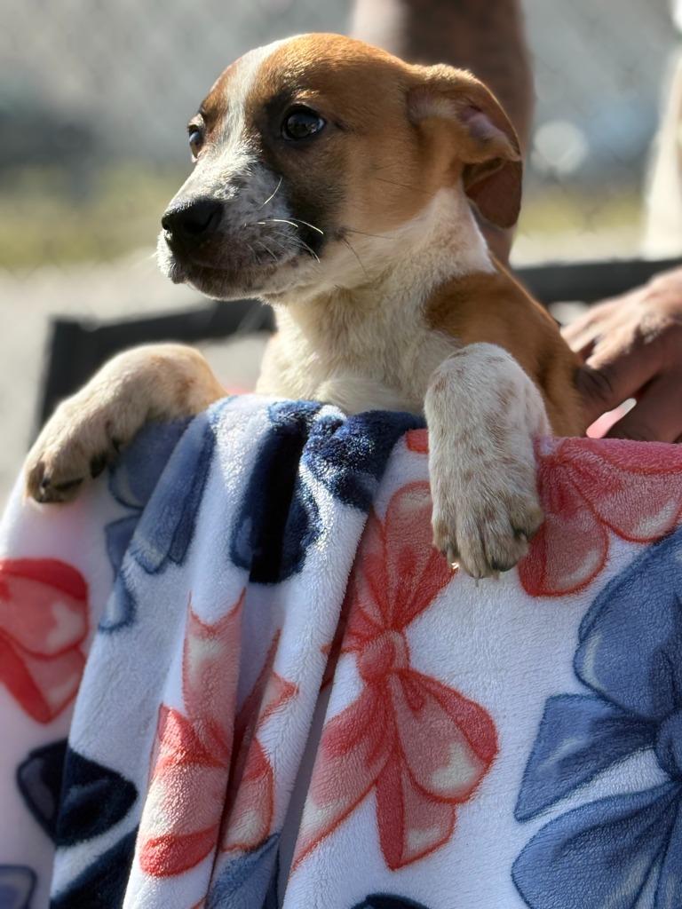 Willy, Adoptable, Puppy Male Mixed Breed.