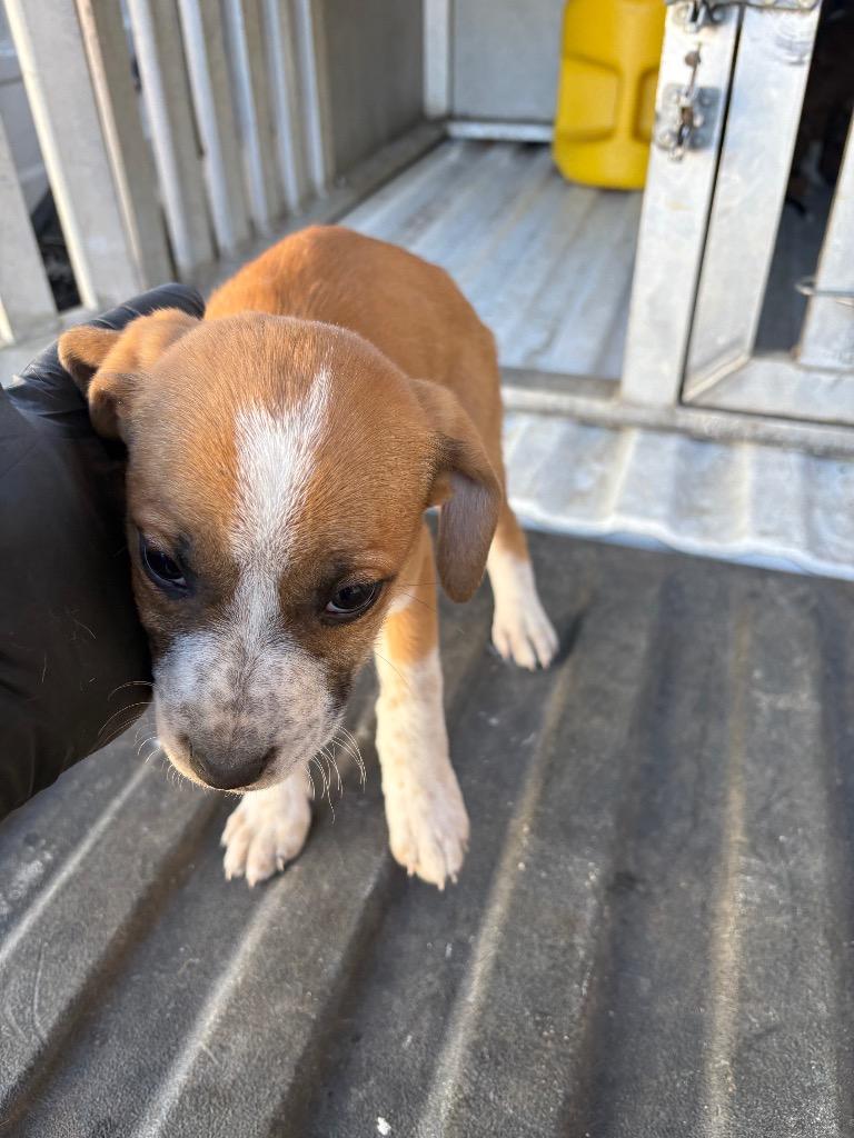 Willy, Adoptable, Puppy Male Mixed Breed.
