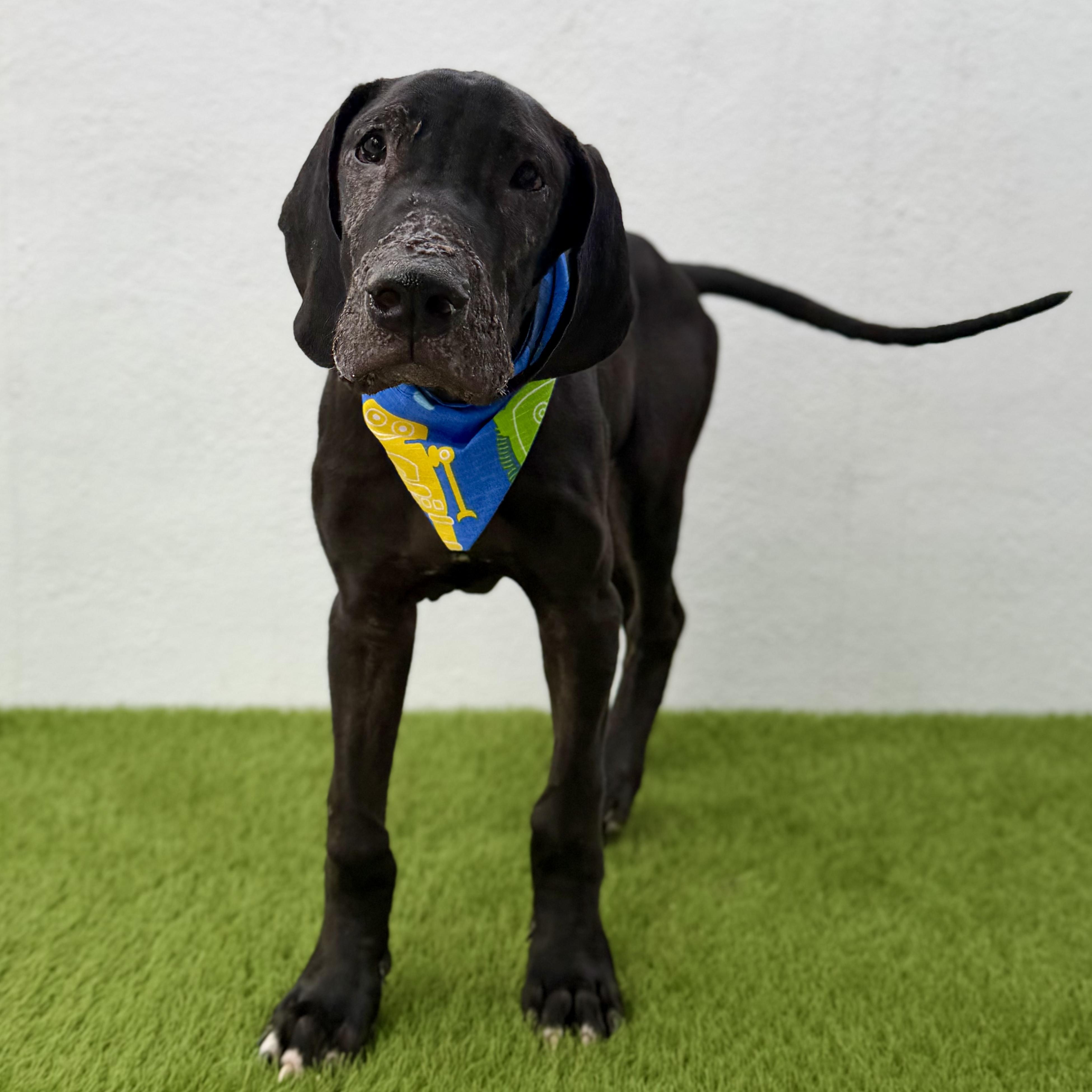 Enlarge THOR, a ADOPTABLE Great Dane in La Jolla, CA image 1/5