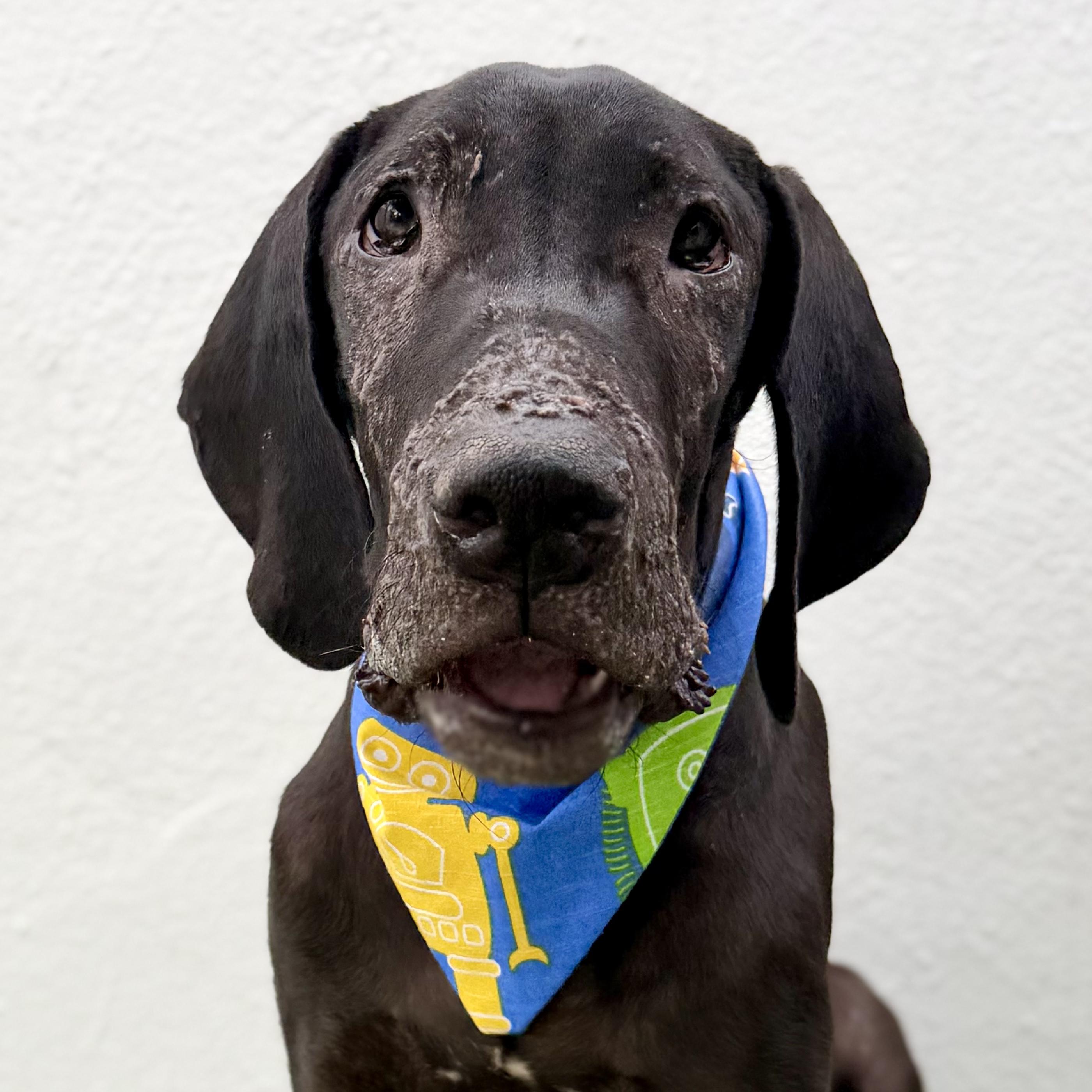 Enlarge THOR, a ADOPTABLE Great Dane in La Jolla, CA image 5/5