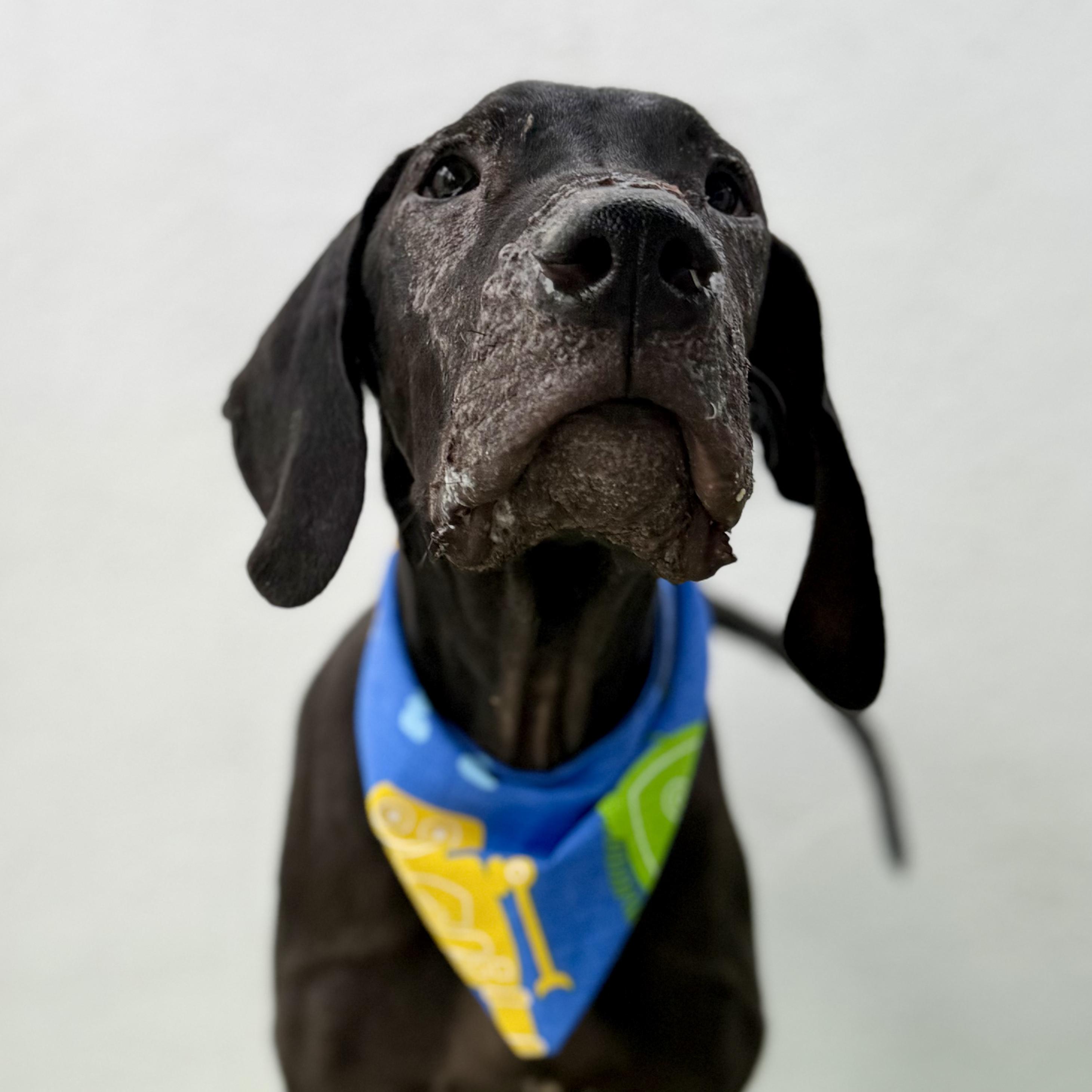 Enlarge THOR, a ADOPTABLE Great Dane in La Jolla, CA image 3/5