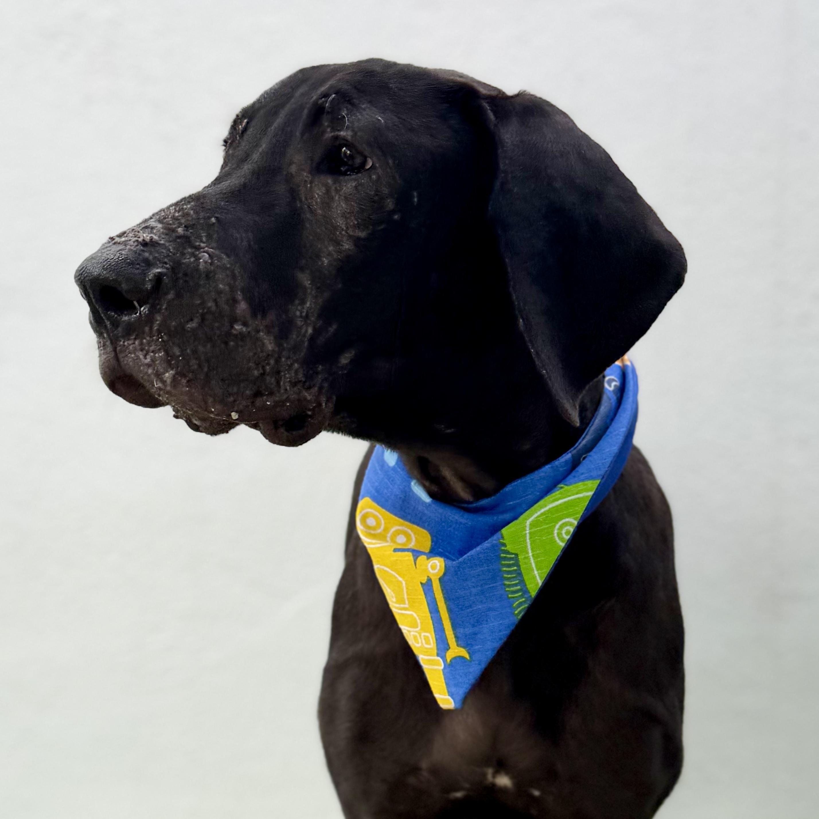 Enlarge THOR, a ADOPTABLE Great Dane in La Jolla, CA image 4/5