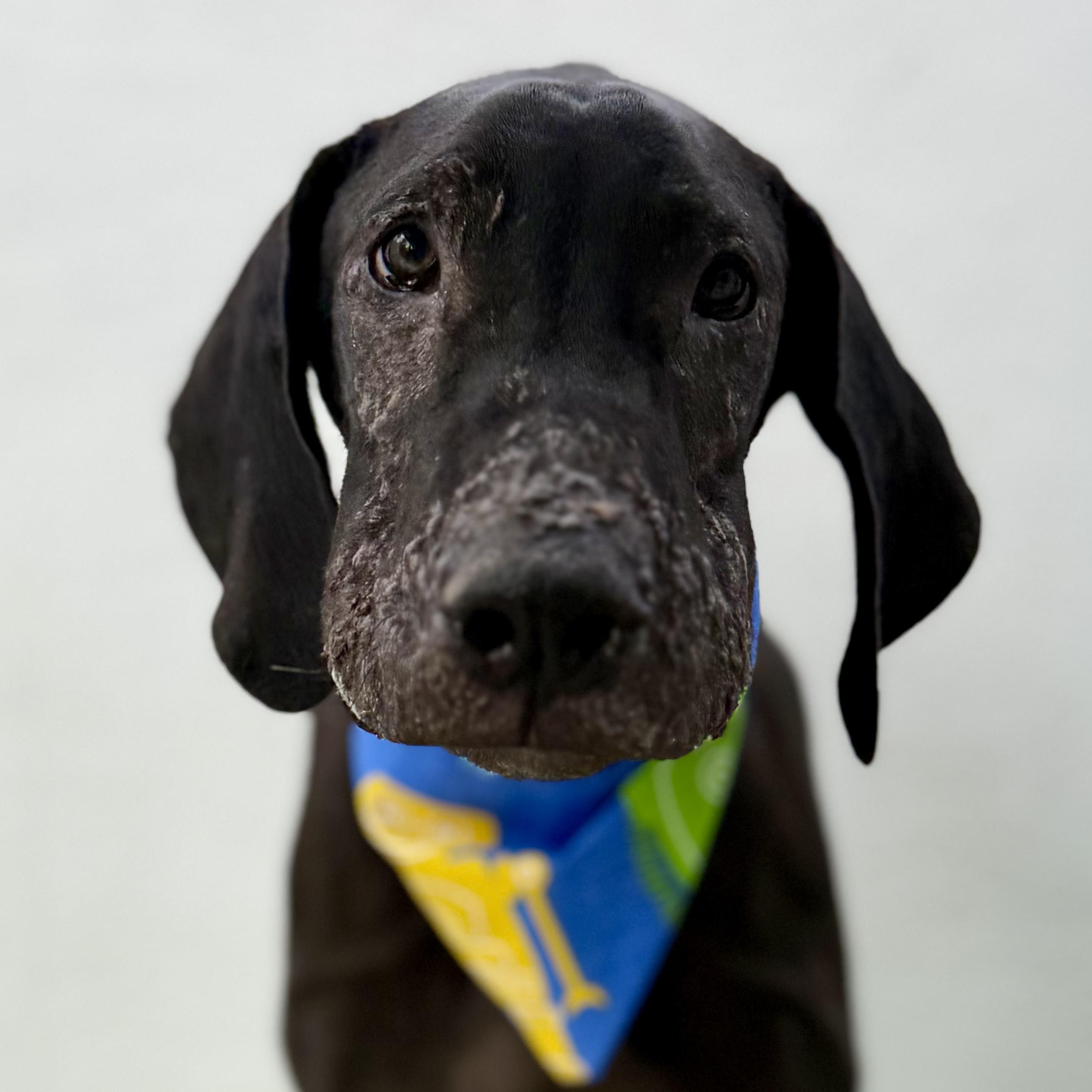 Enlarge THOR, a ADOPTABLE Great Dane in La Jolla, CA image 2/5