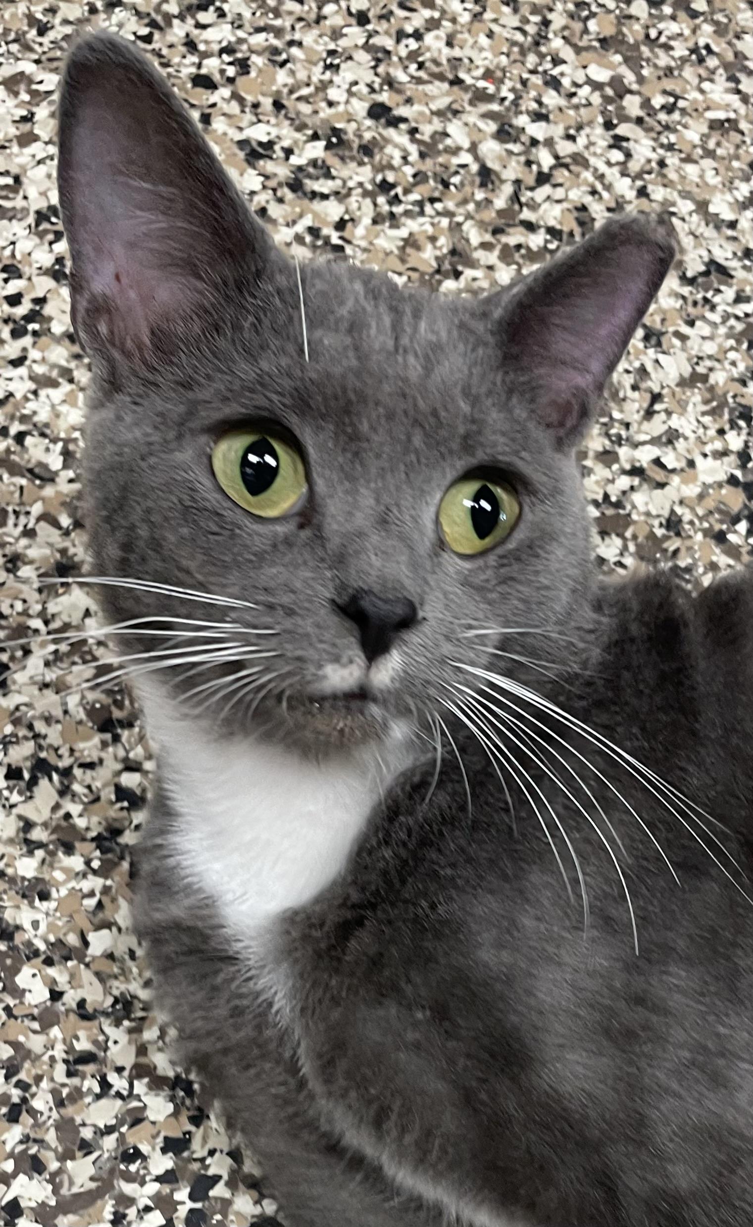 Newman, Adoptable, Adult Male Domestic Short Hair.