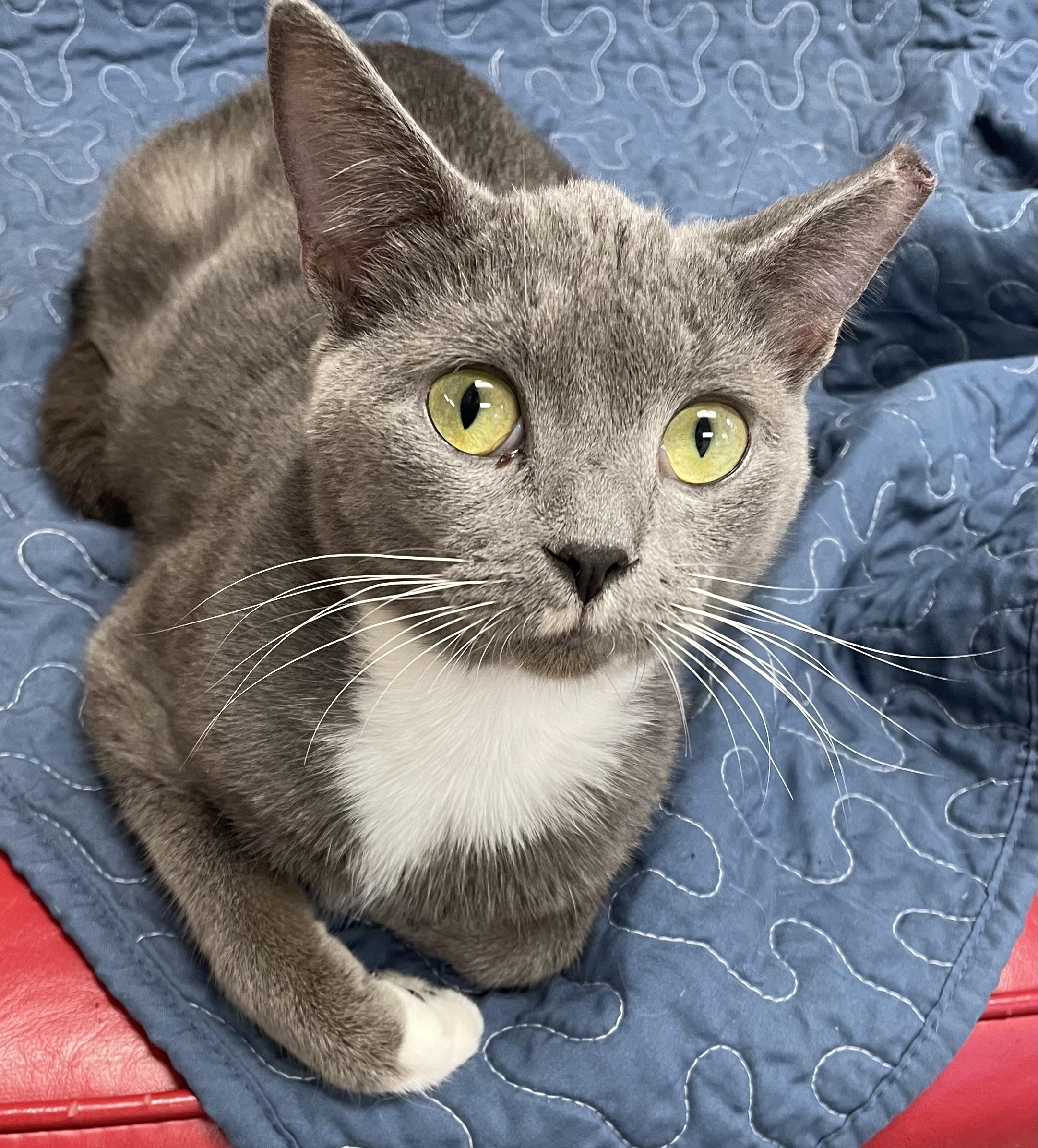 Newman, Adoptable, Adult Male Domestic Short Hair.