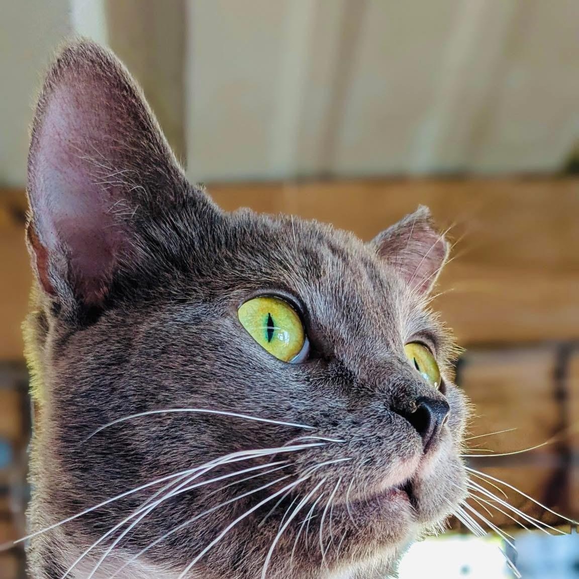 Enlarge Newman, an adopted Domestic Short Hair in Fernandina Beach, FL image 5/5