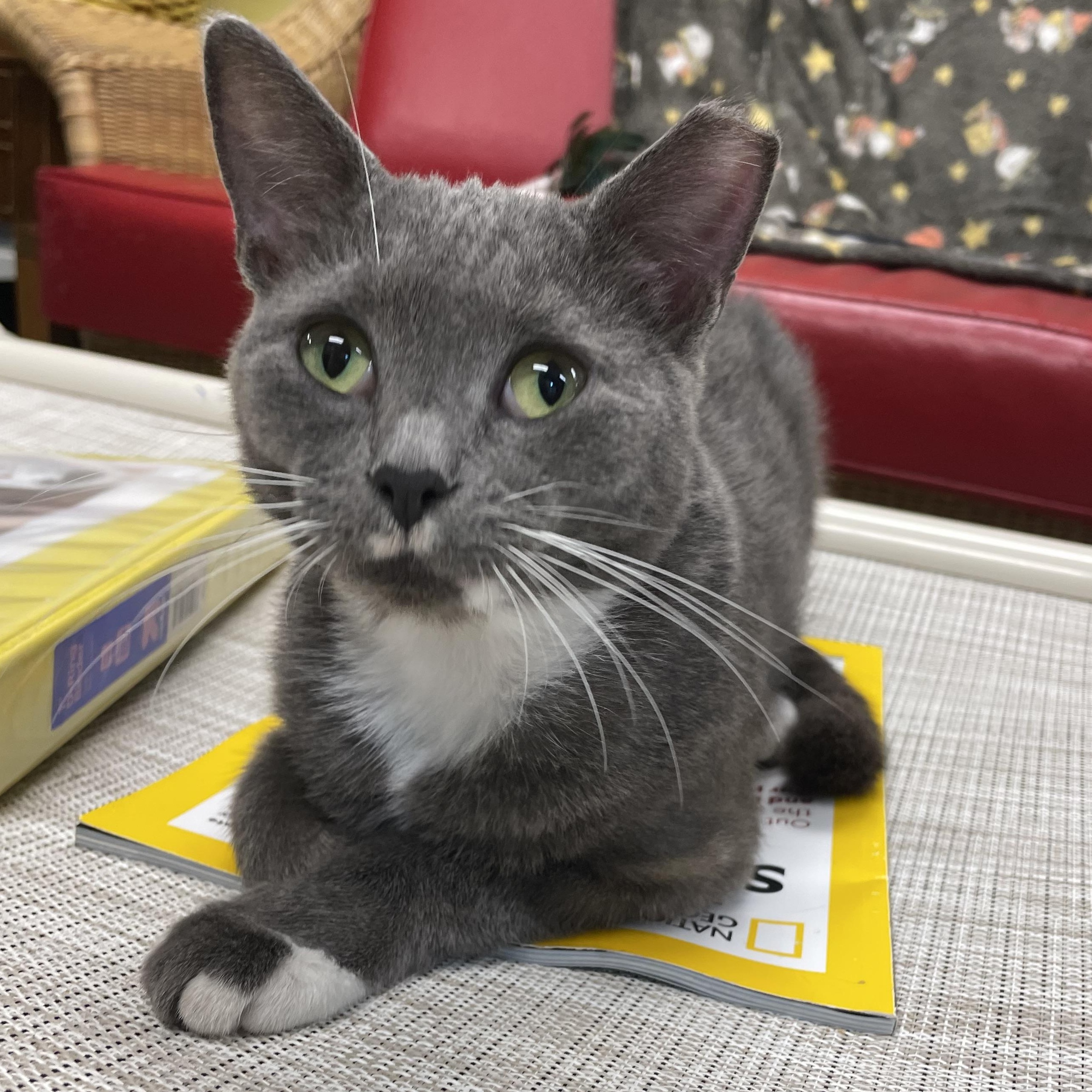 Enlarge Newman, an adopted Domestic Short Hair in Fernandina Beach, FL image 2/5