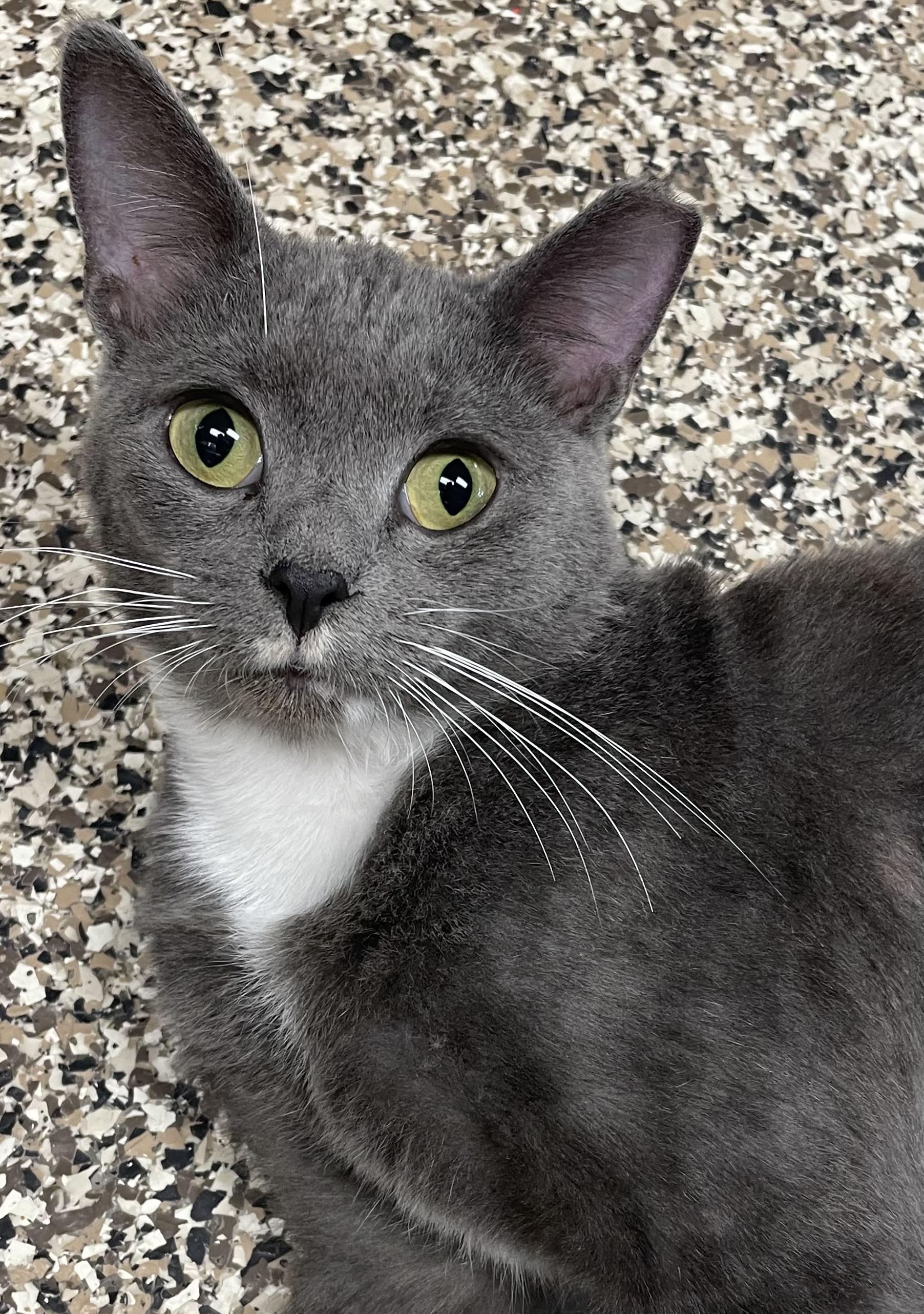 Enlarge Newman, an adopted Domestic Short Hair in Fernandina Beach, FL image 3/5