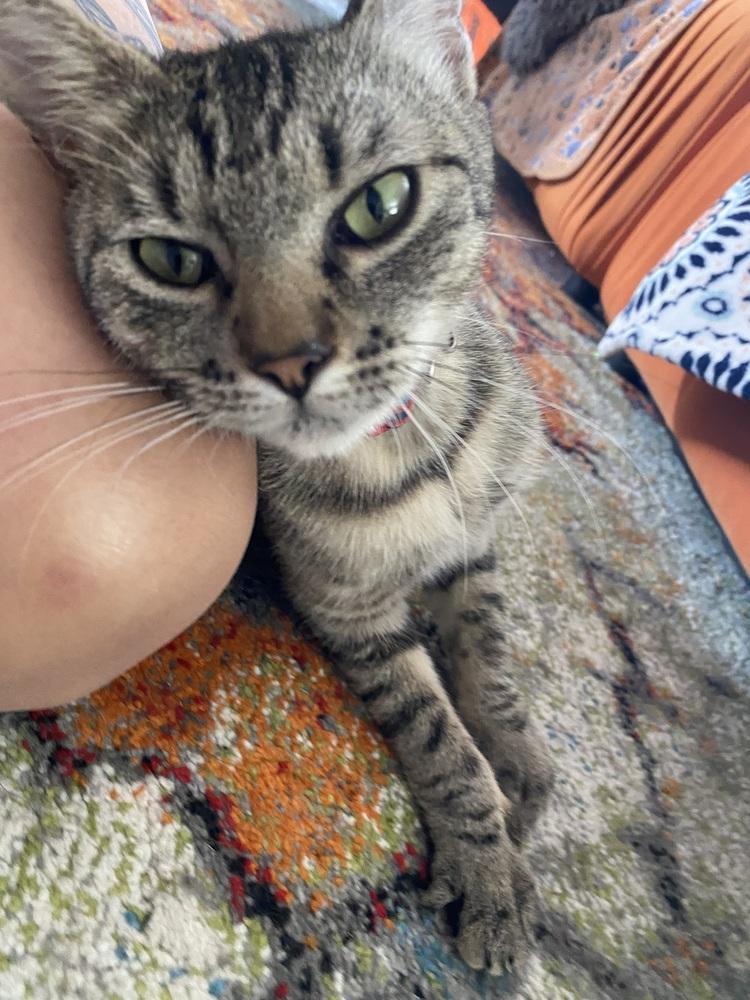Nora Jean, Adoptable, Adult Female Domestic Short Hair.
