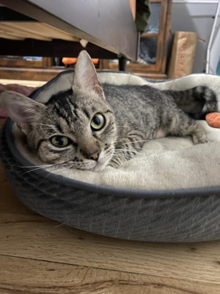 Nora Jean, a Adoptable mixed breed in Lafayette, CO image 2/6