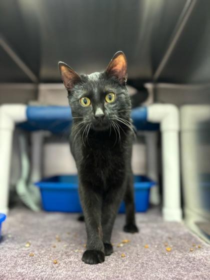 Enlarge Orbit, a Adoptable mixed breed in Fergus Falls, MN image 2/3