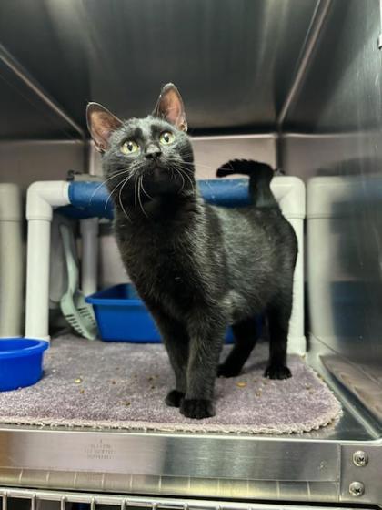 Orbit, a Adoptable mixed breed in Fergus Falls, MN image 4/4